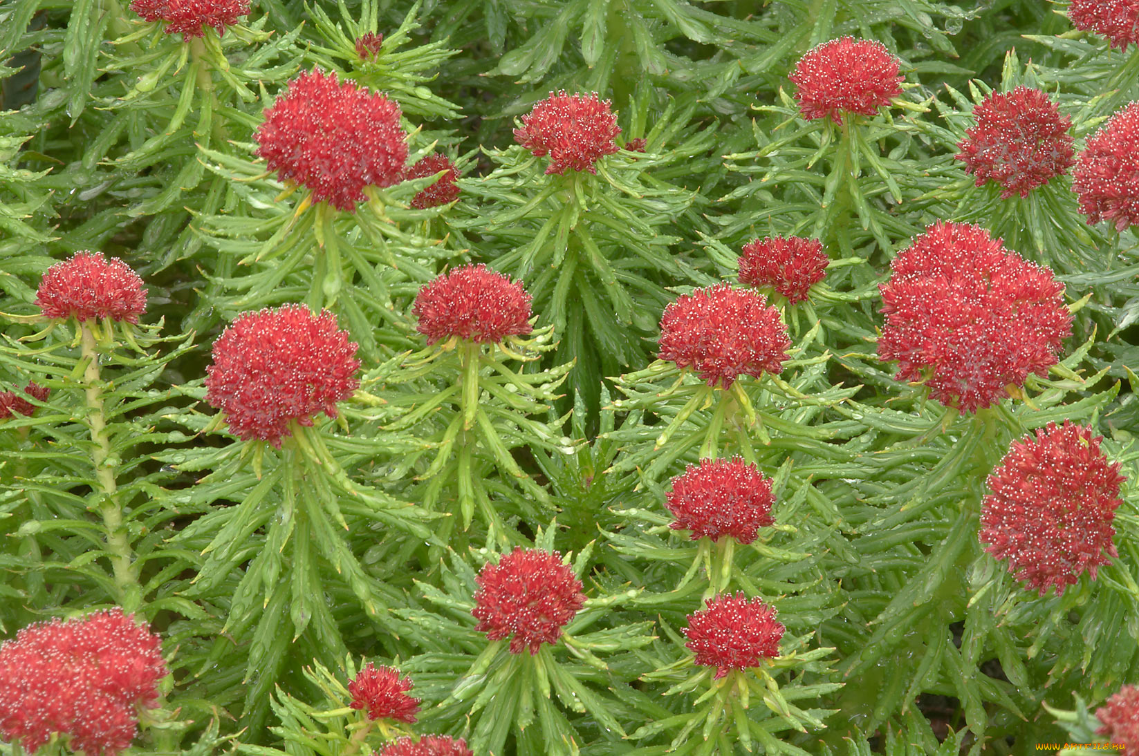 цветы, лепестки