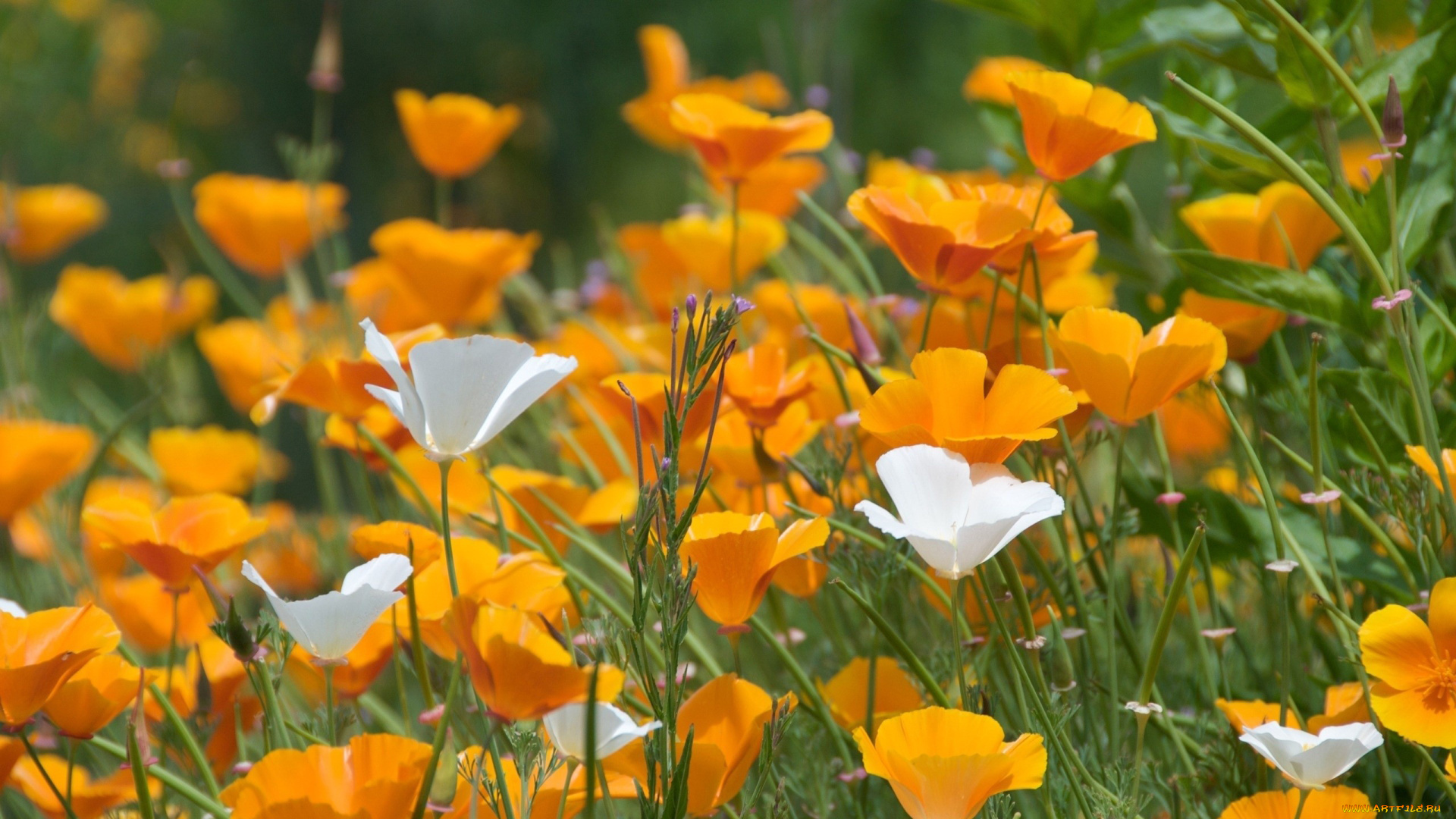 цветы, эшшольция, желтый