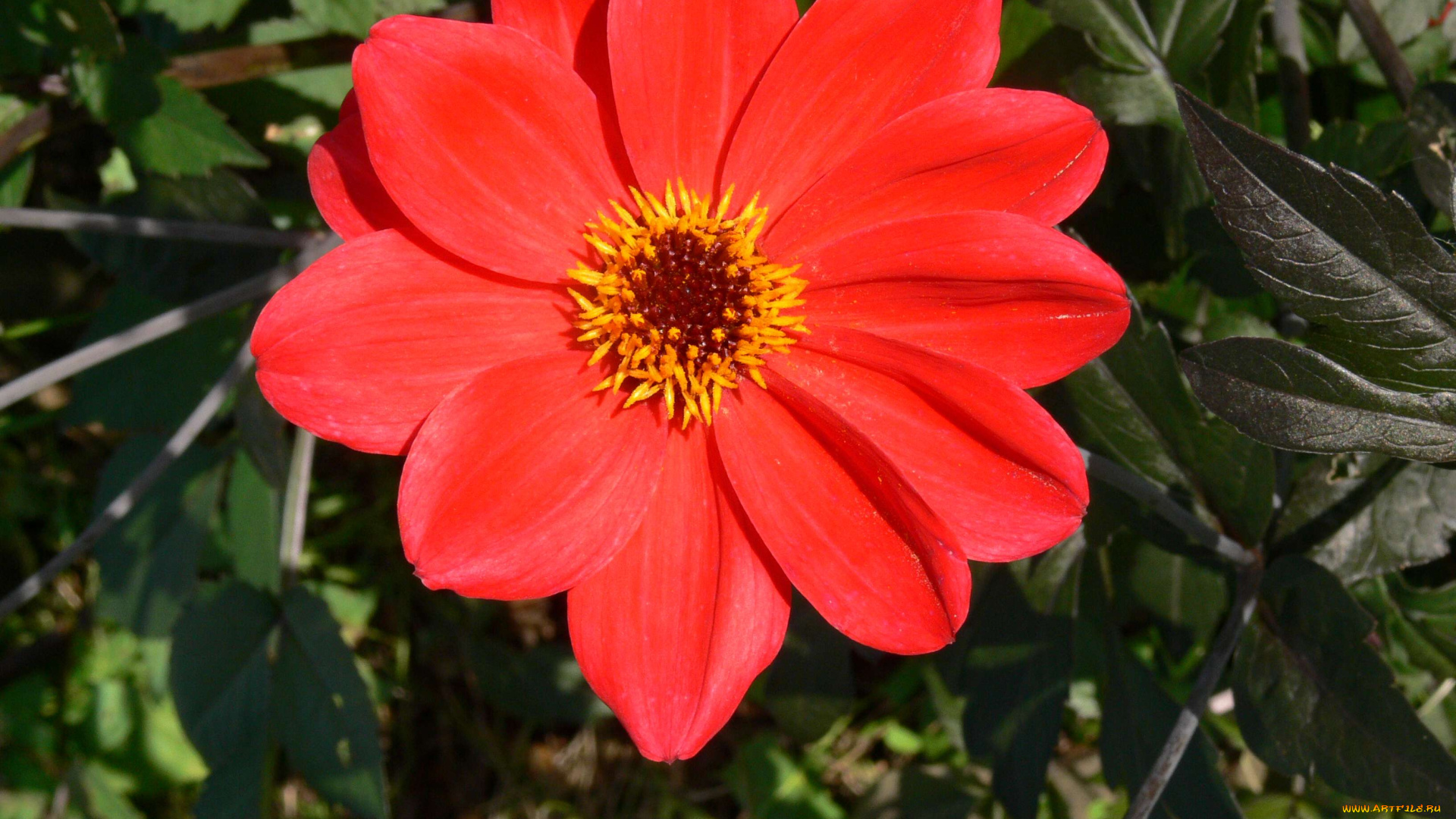 цветы, георгины, лепестки