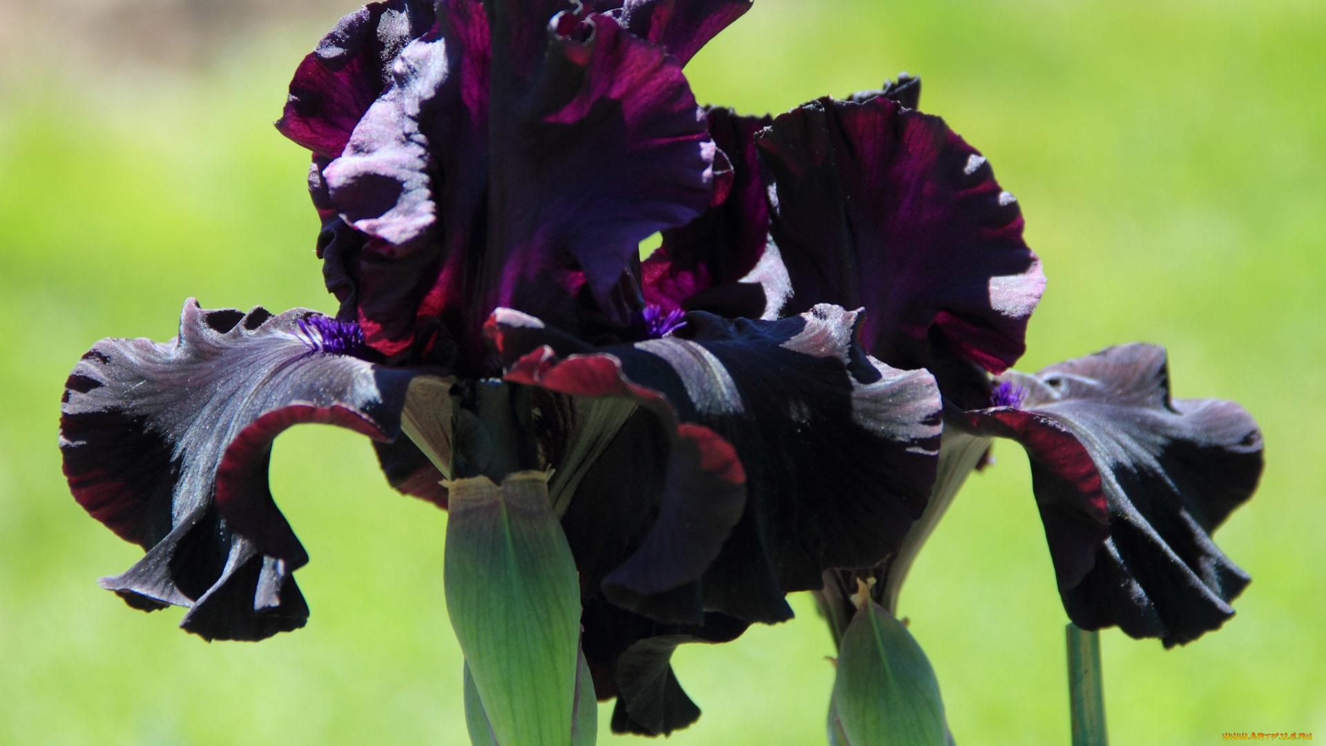 цветы, ирисы, лиловый