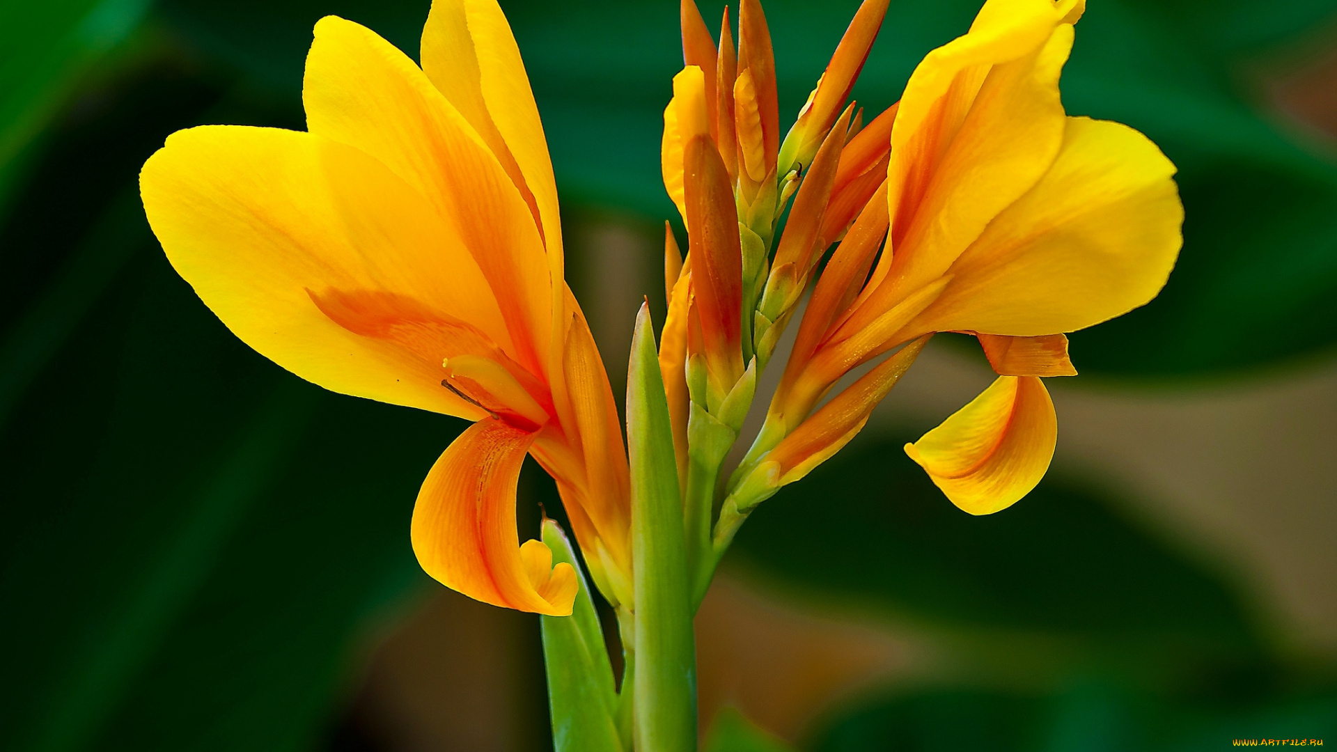 цветы, канна, оранжевый