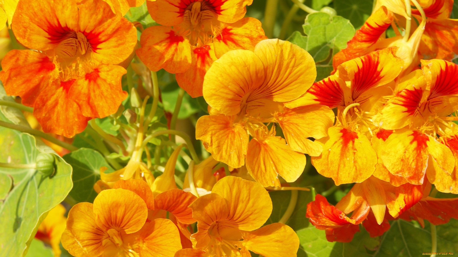 цветы, настурции, оранжевый