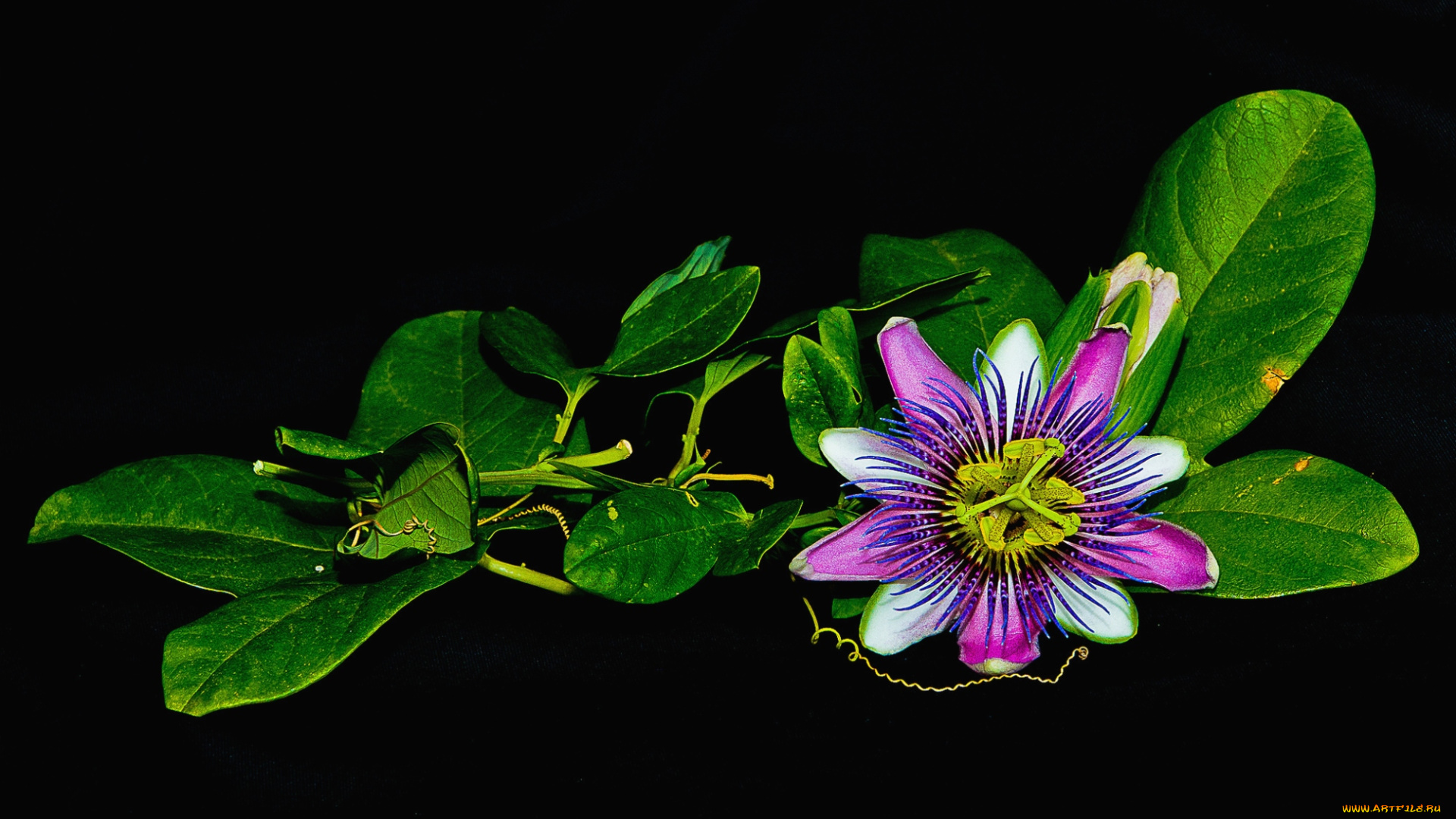 цветы, пассифлора, экзотика, пестрый