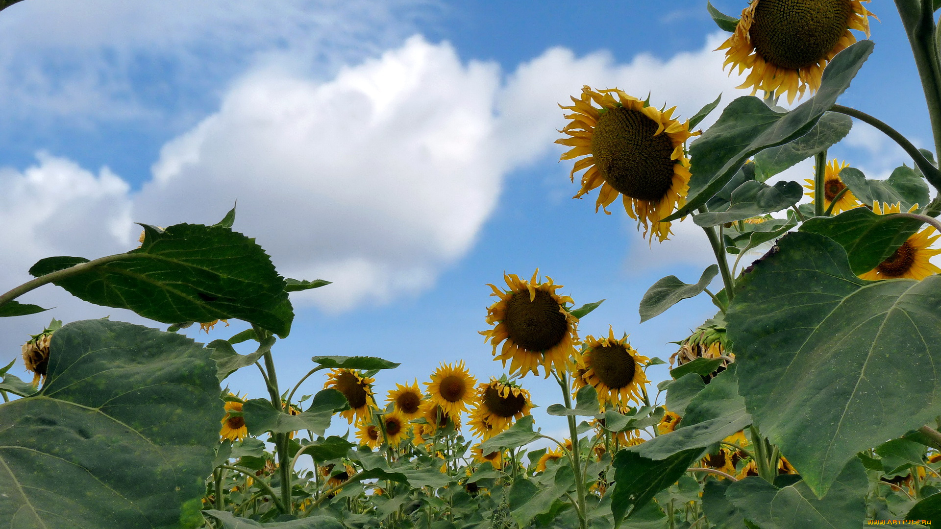 цветы, подсолнухи