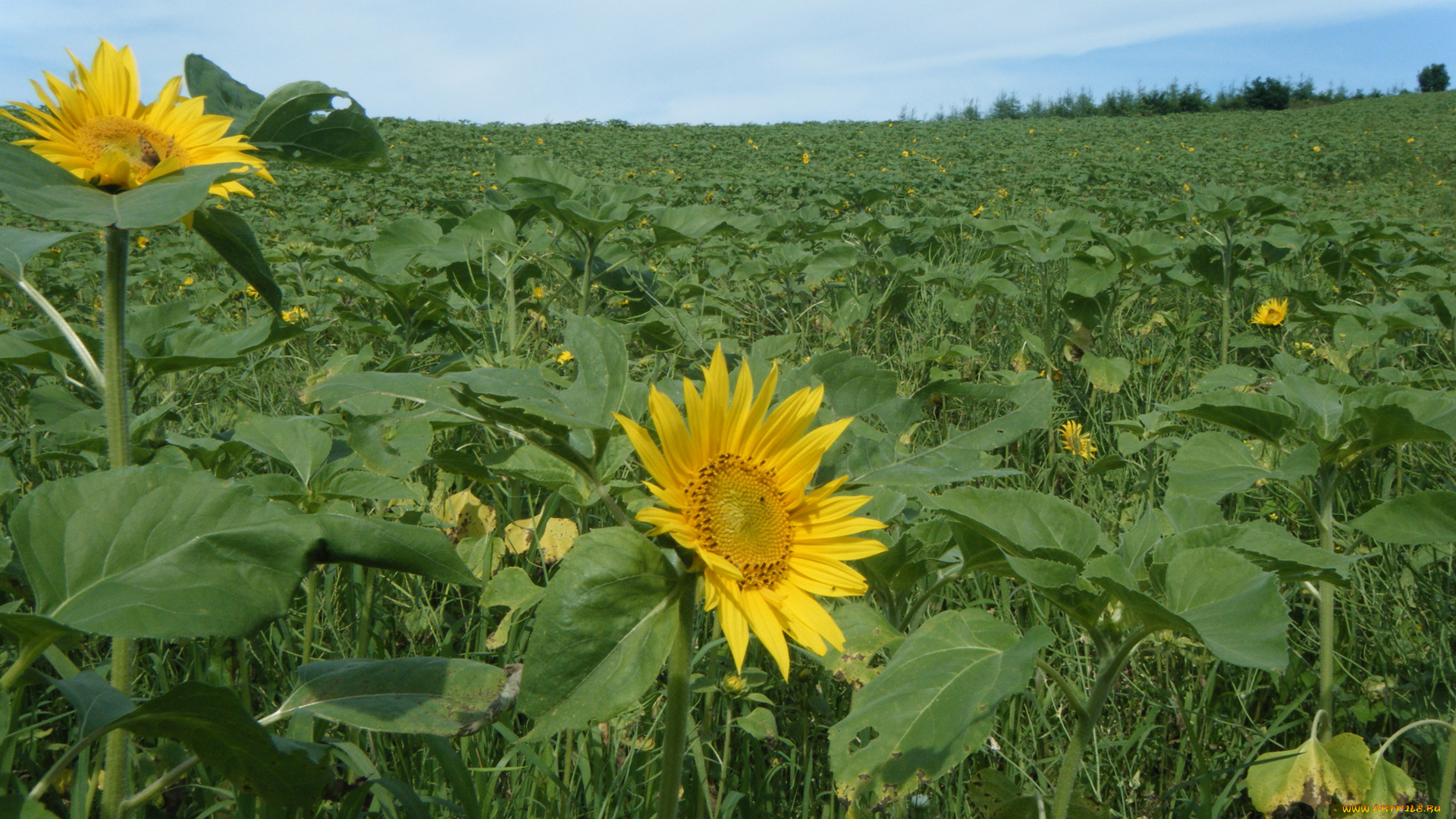 цветы, подсолнухи