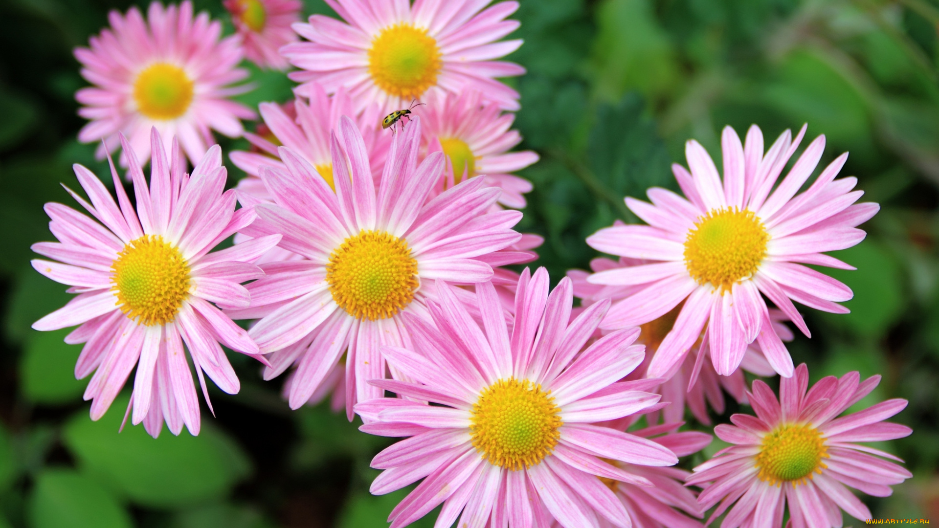 цветы, ромашки, розовый, лепестки