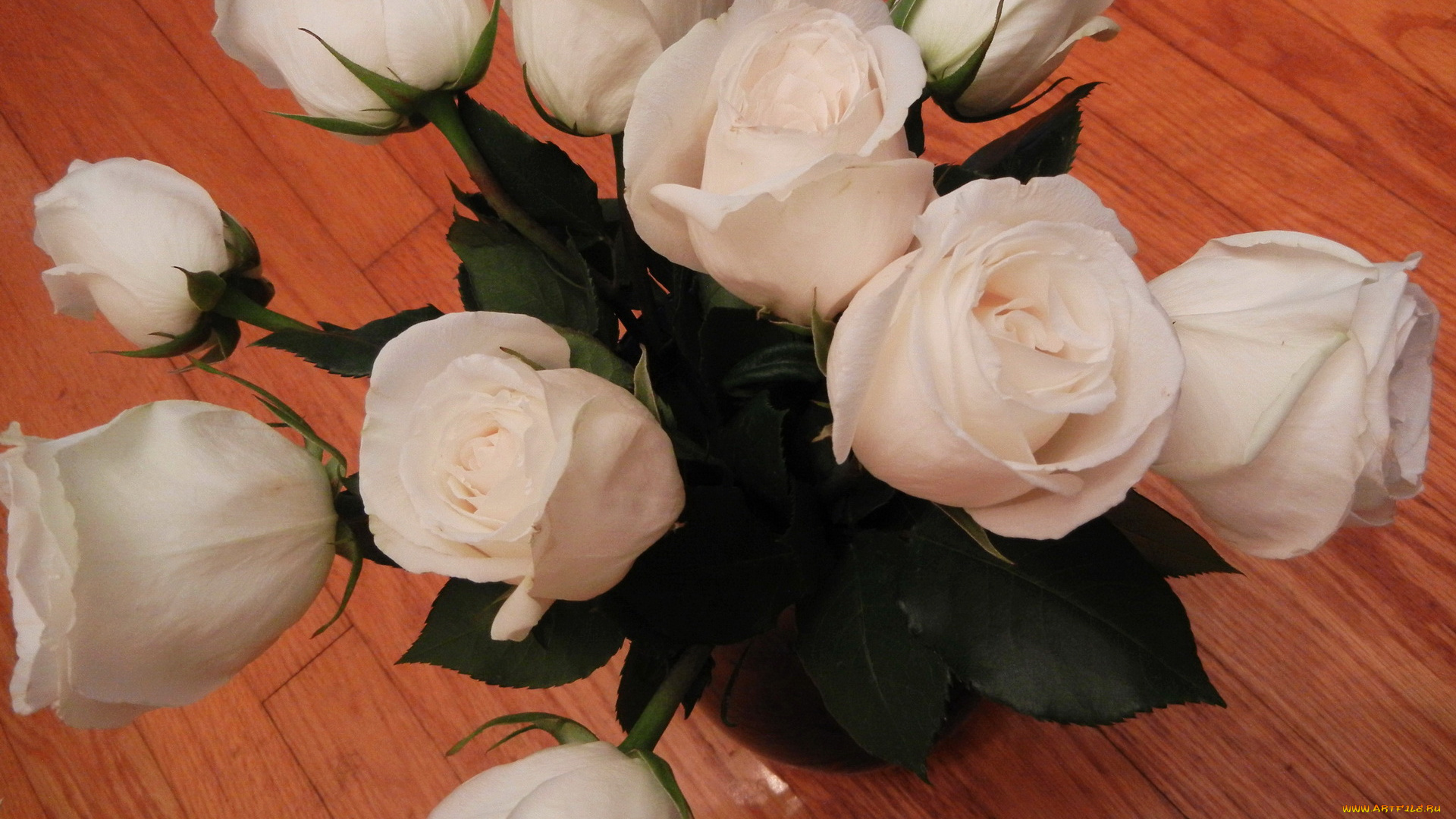 цветы, розы