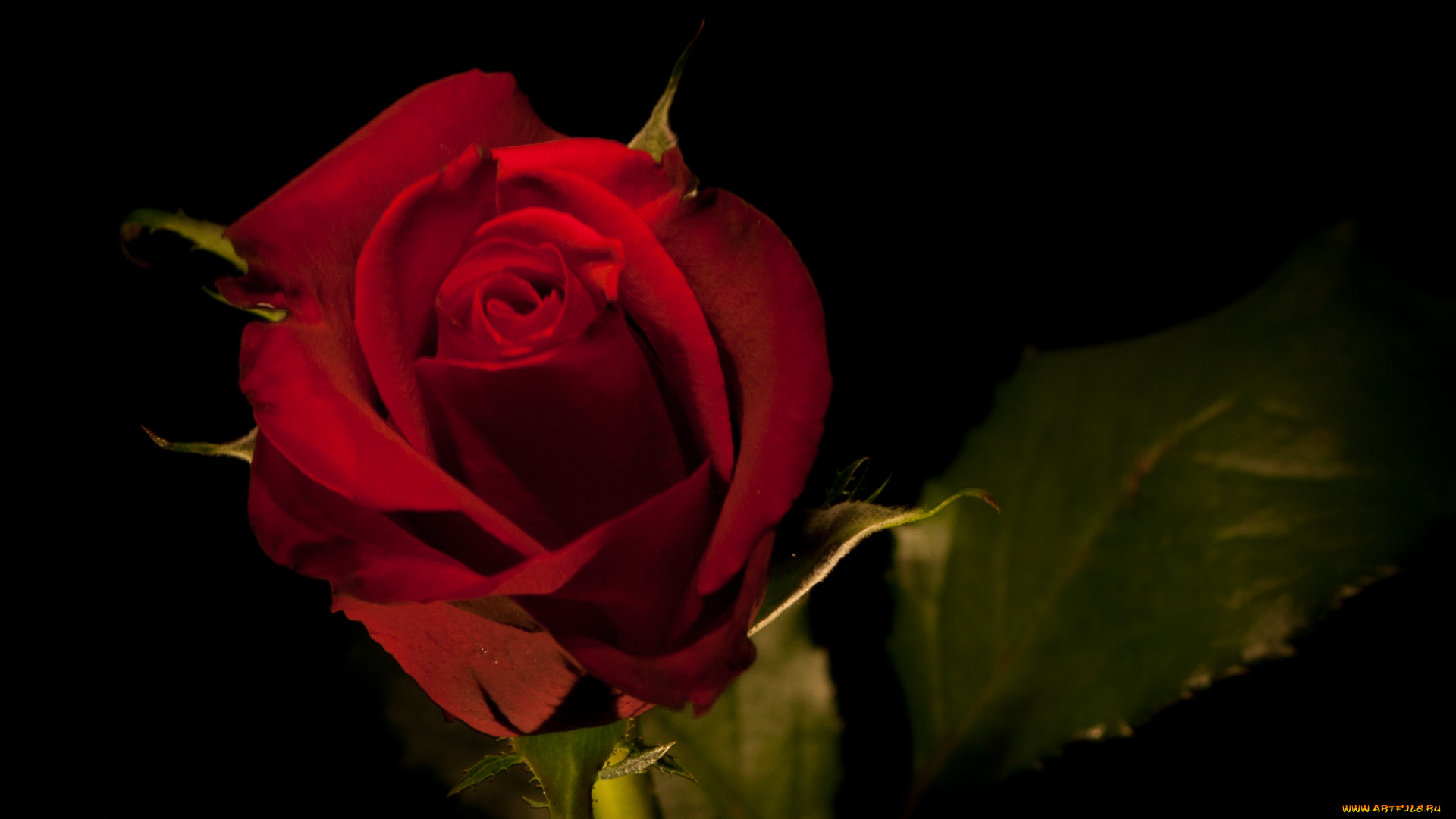 цветы, розы, фон, роза