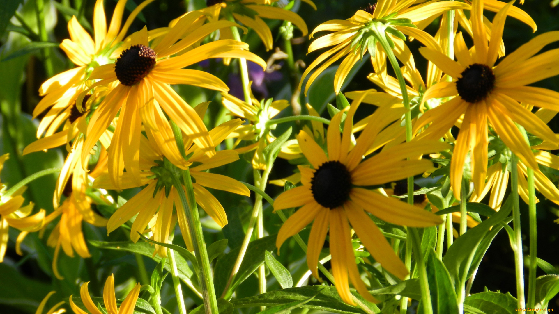 цветы, рудбекия, желтый