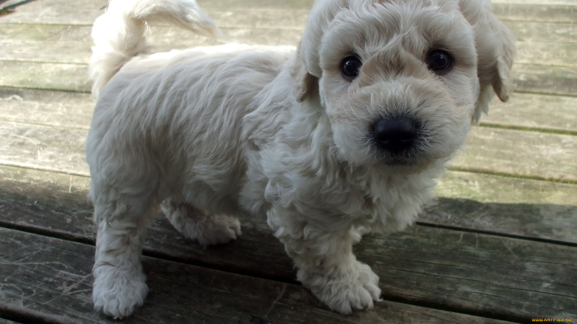 пудель, животные, собаки