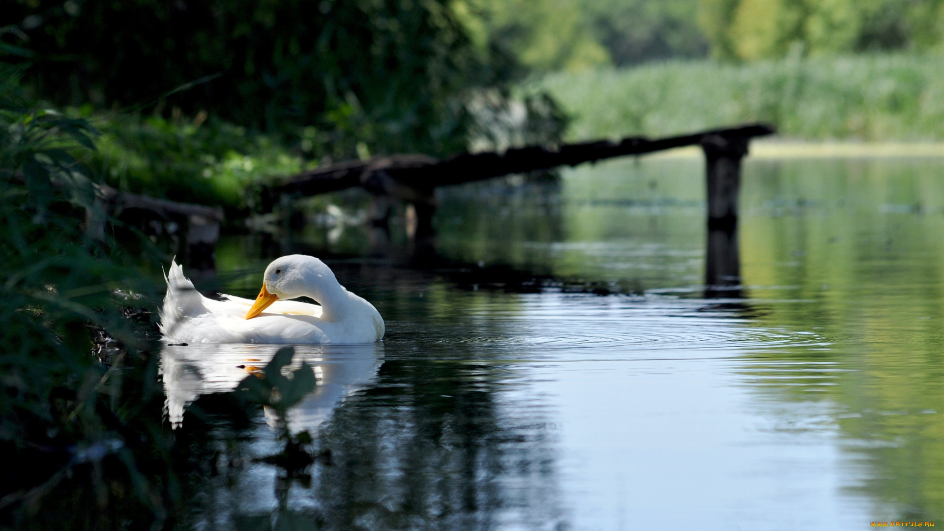 животные, гуси, лес, белый, гусь, озеро, пруд