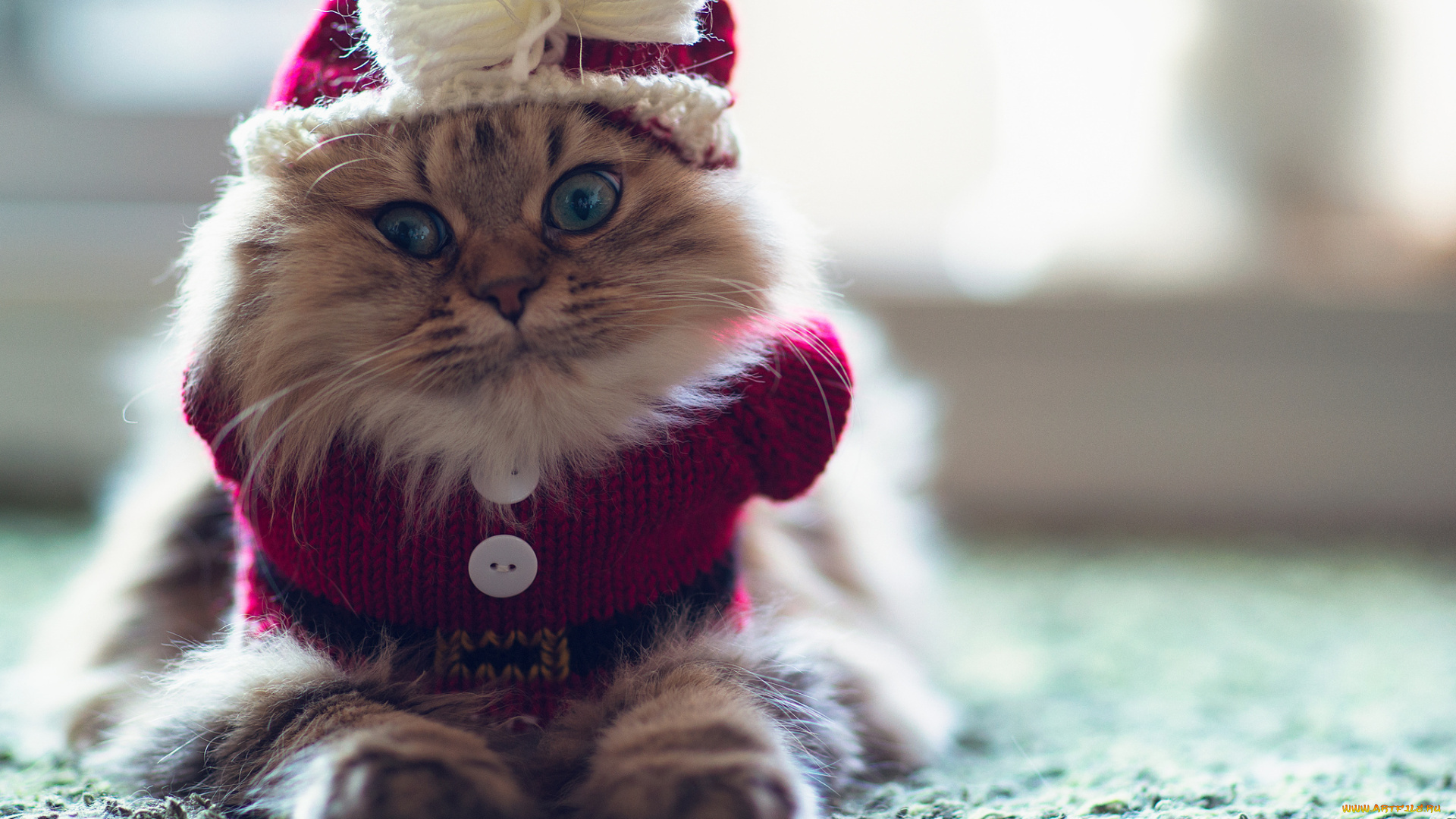 животные, коты, daisy, benjamin, torode