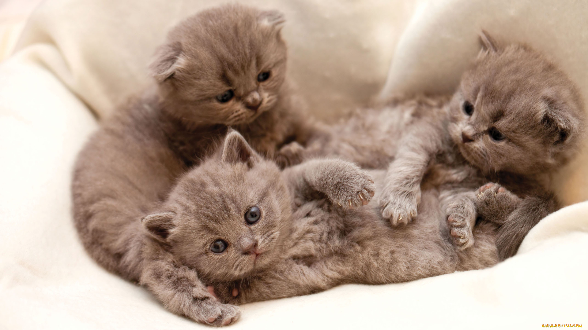 животные, коты, котята