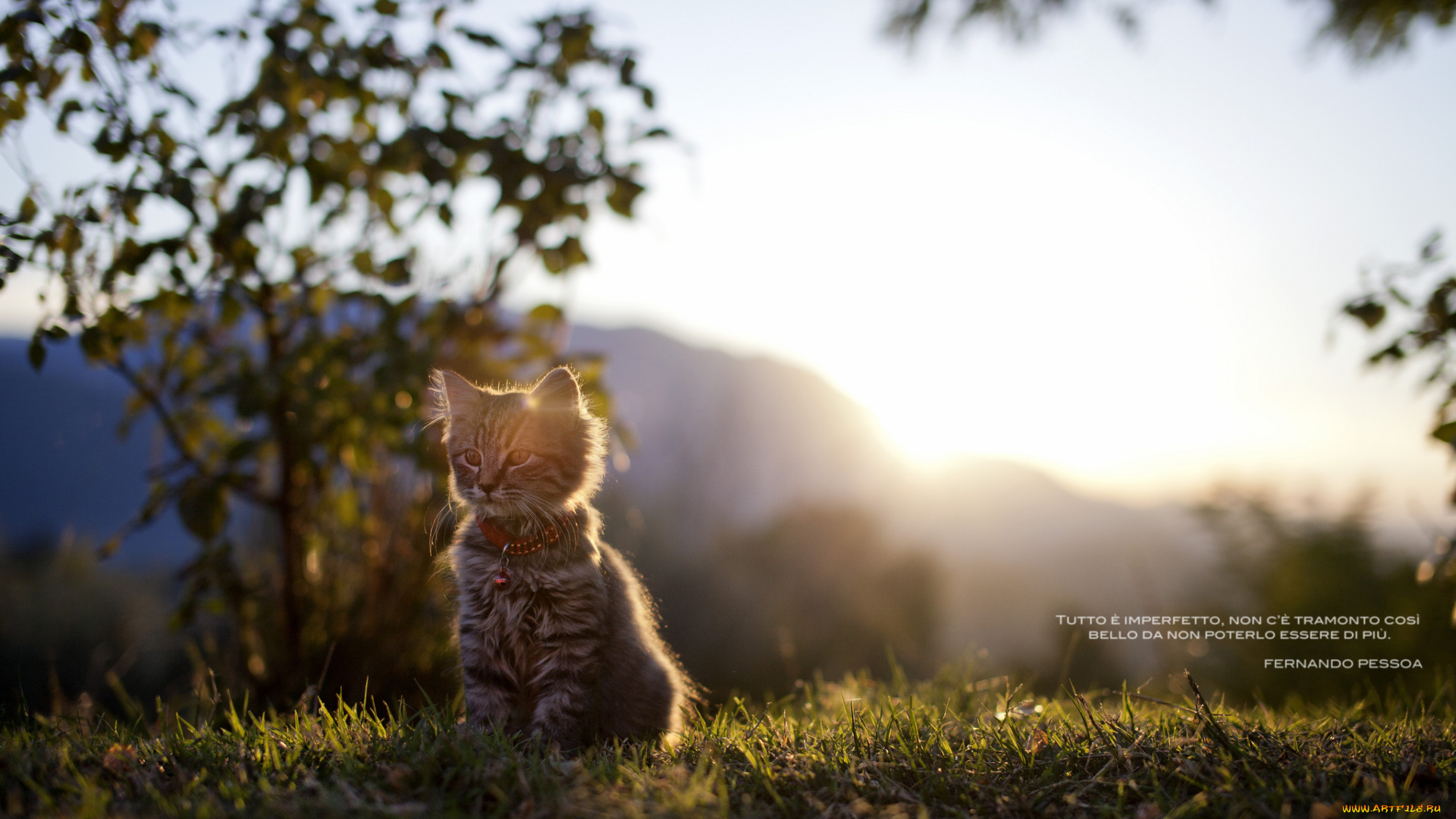 животные, коты, котёнок