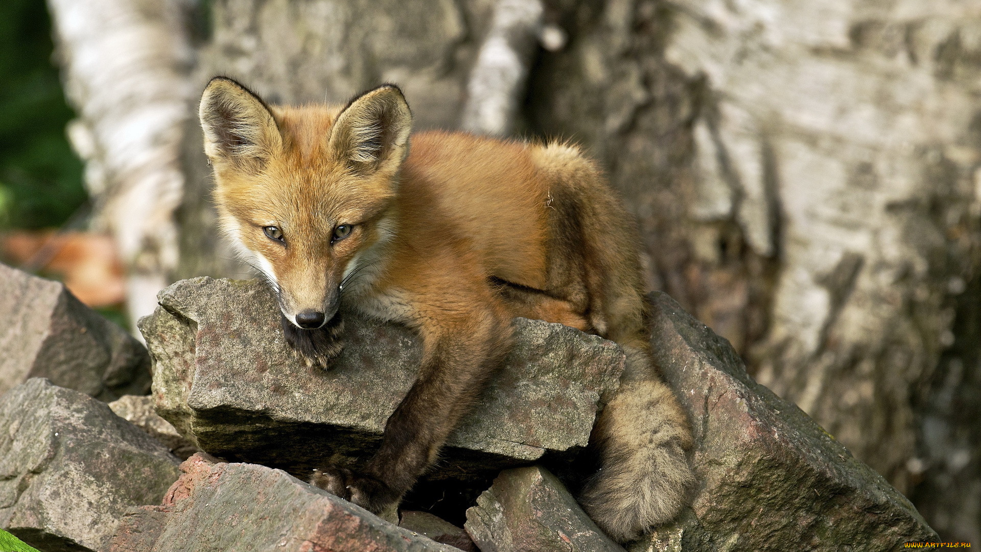 животные, лисы, лето, лиса, природа