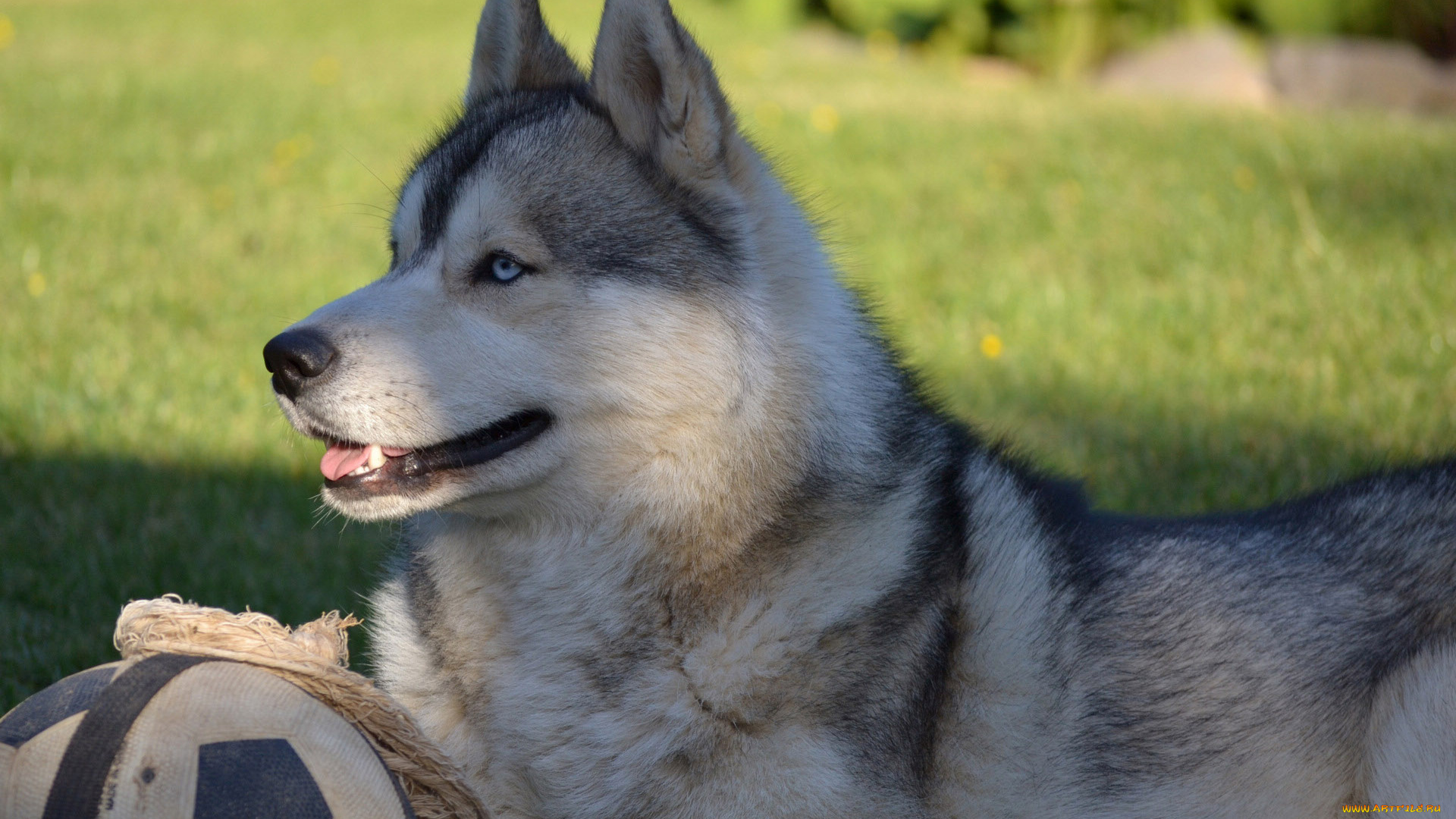 животные, собаки, лайка
