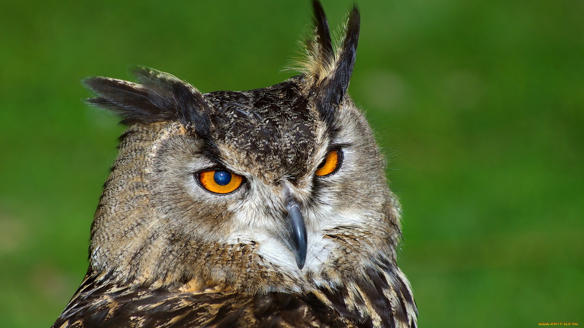 животные, совы, сова