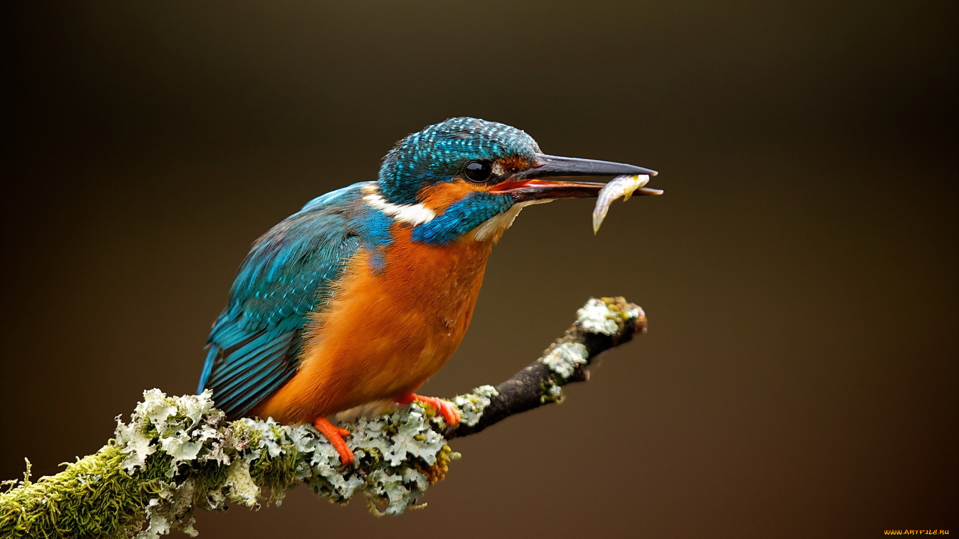 животные, зимородки, ветка, птица