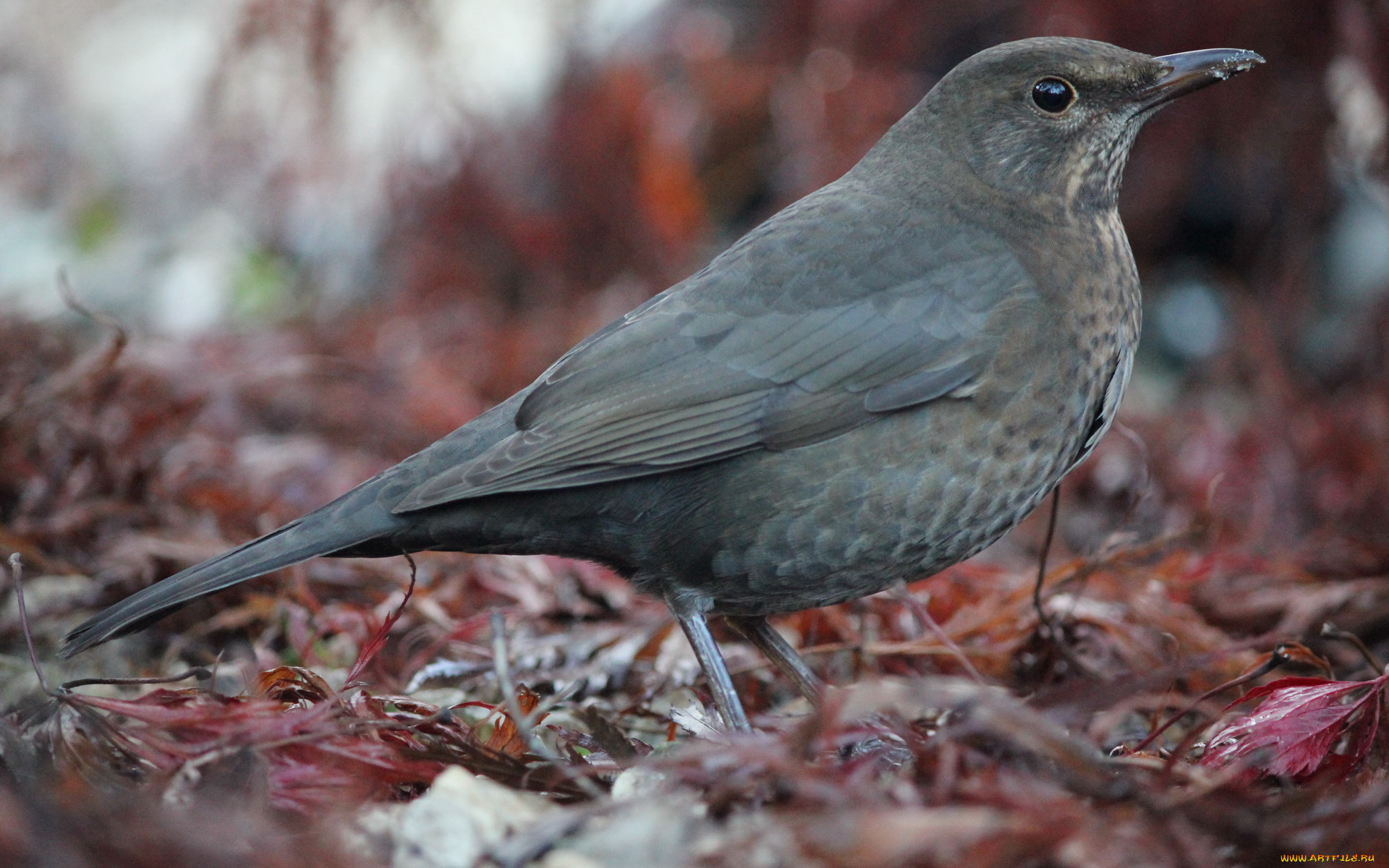 животные, птицы, птичка, листья
