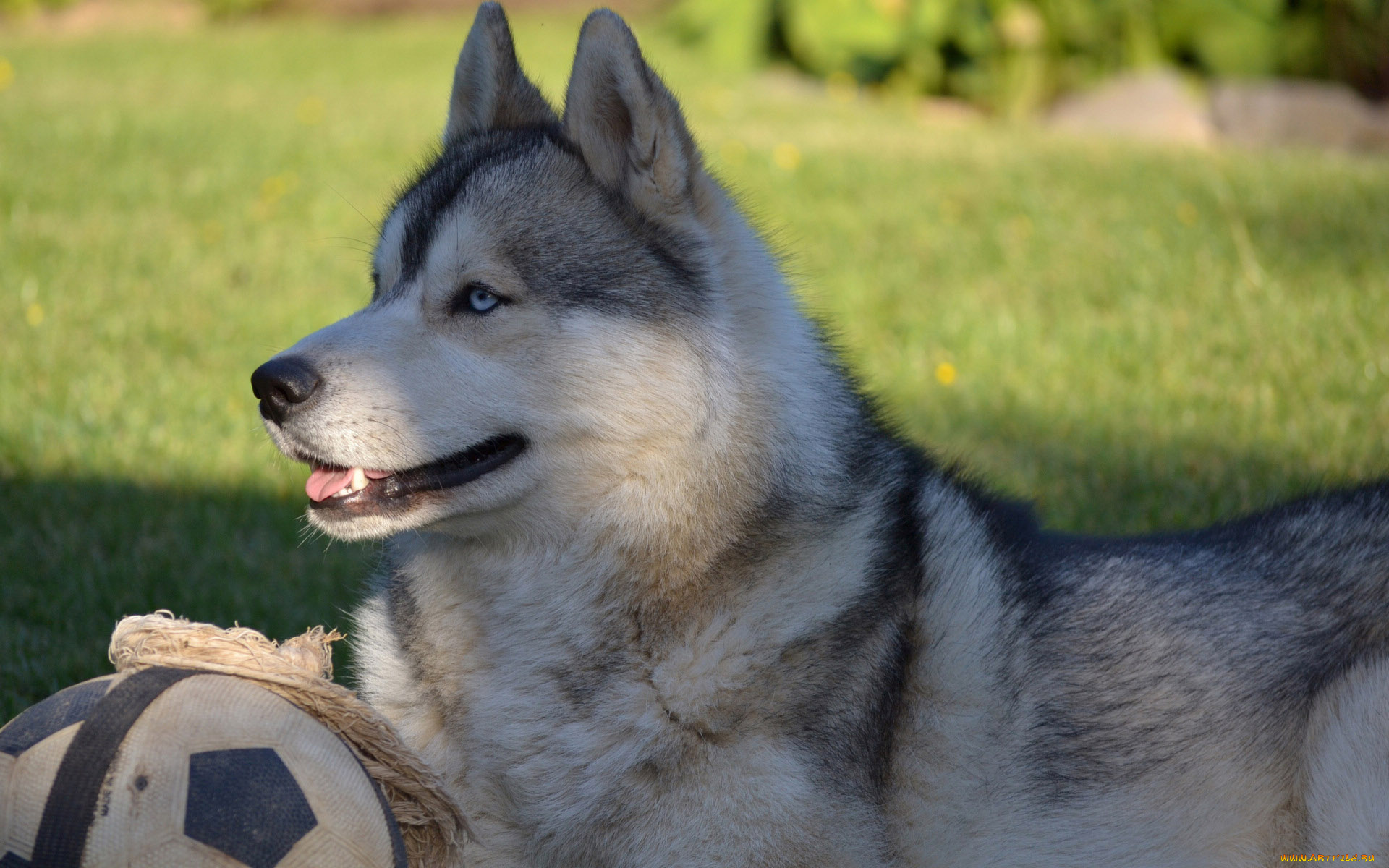 животные, собаки, лайка