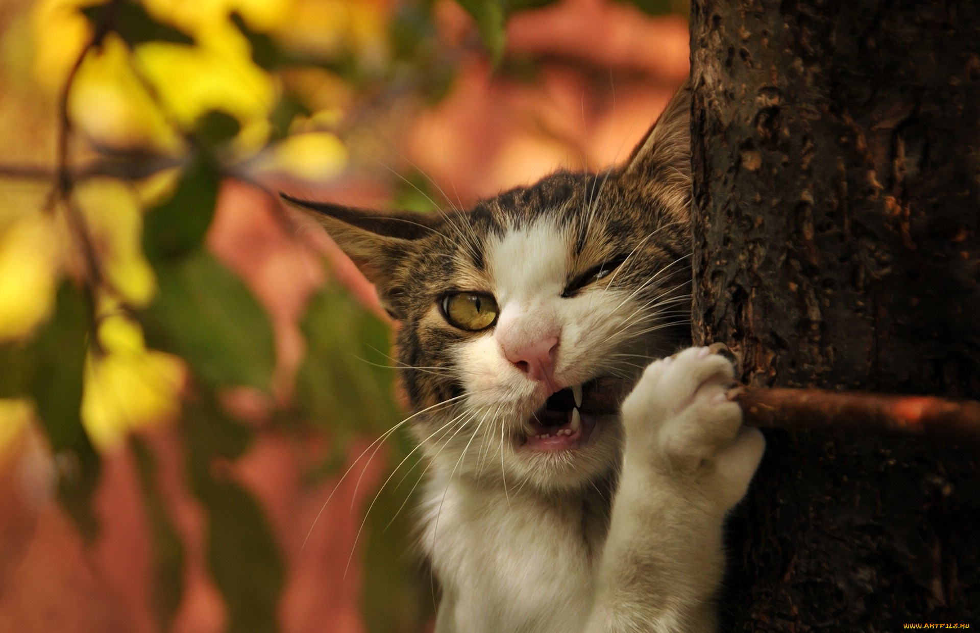 животные, коты, котэ