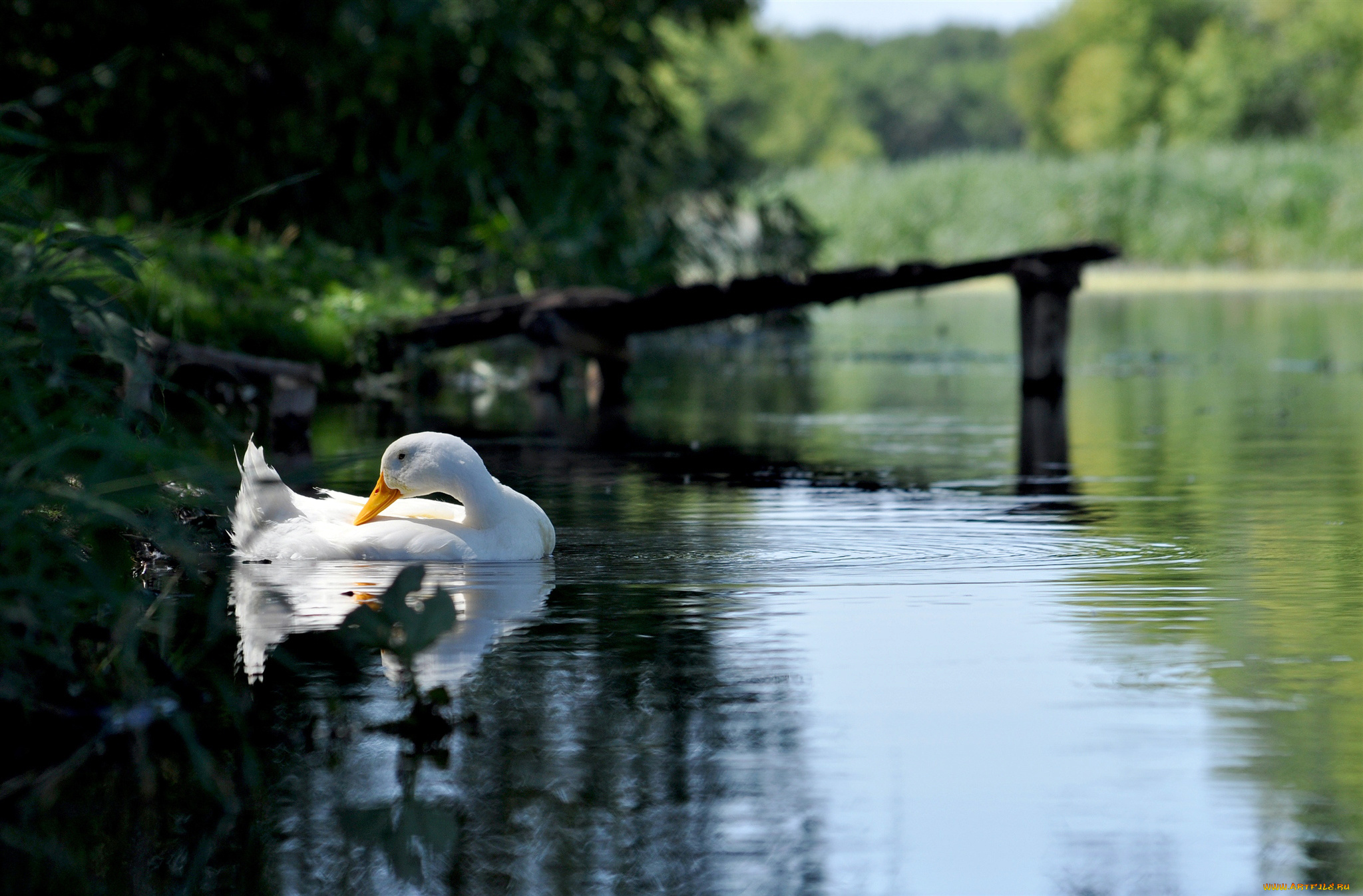 животные, гуси, лес, белый, гусь, озеро, пруд
