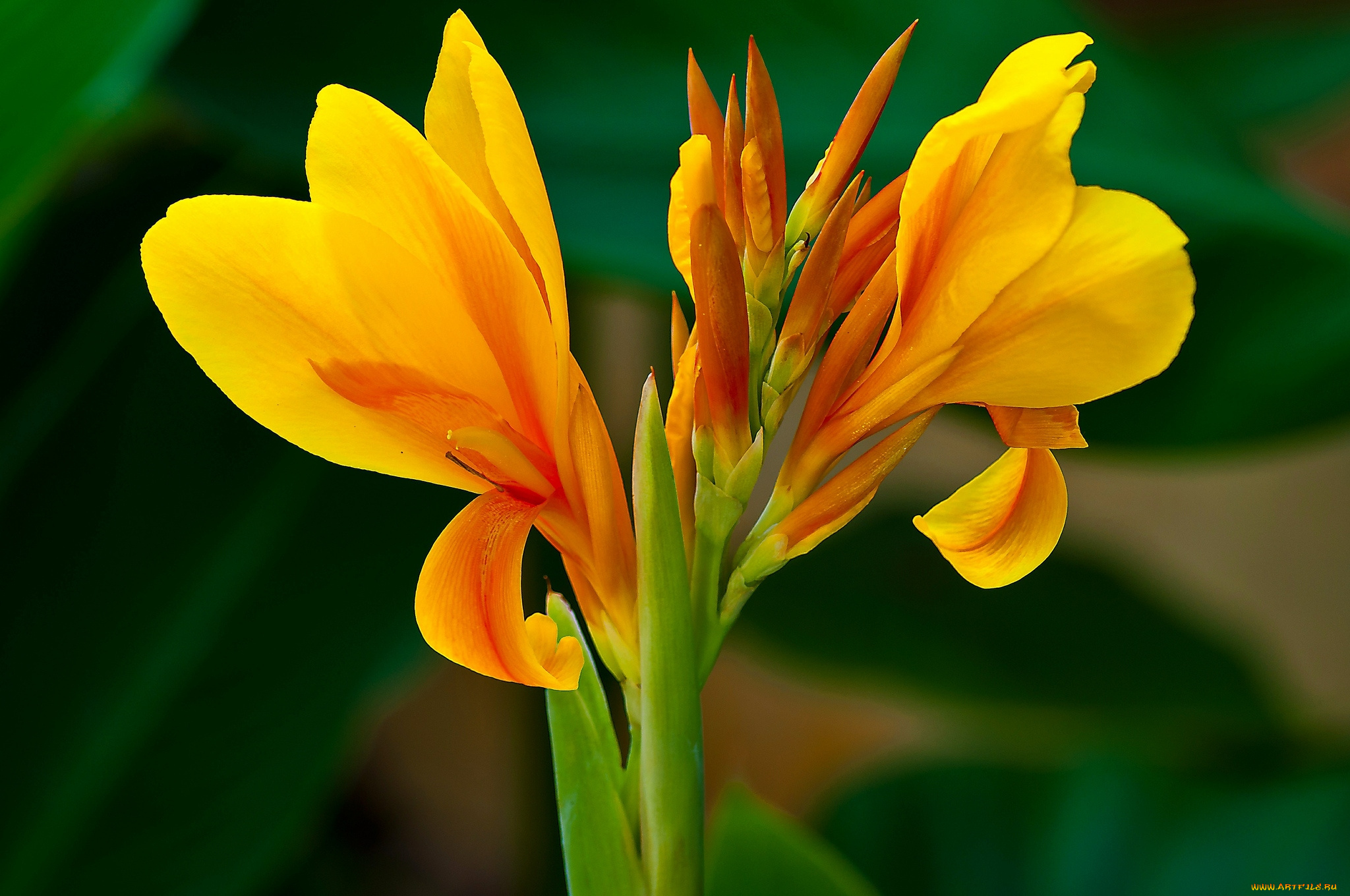 цветы, канна, оранжевый