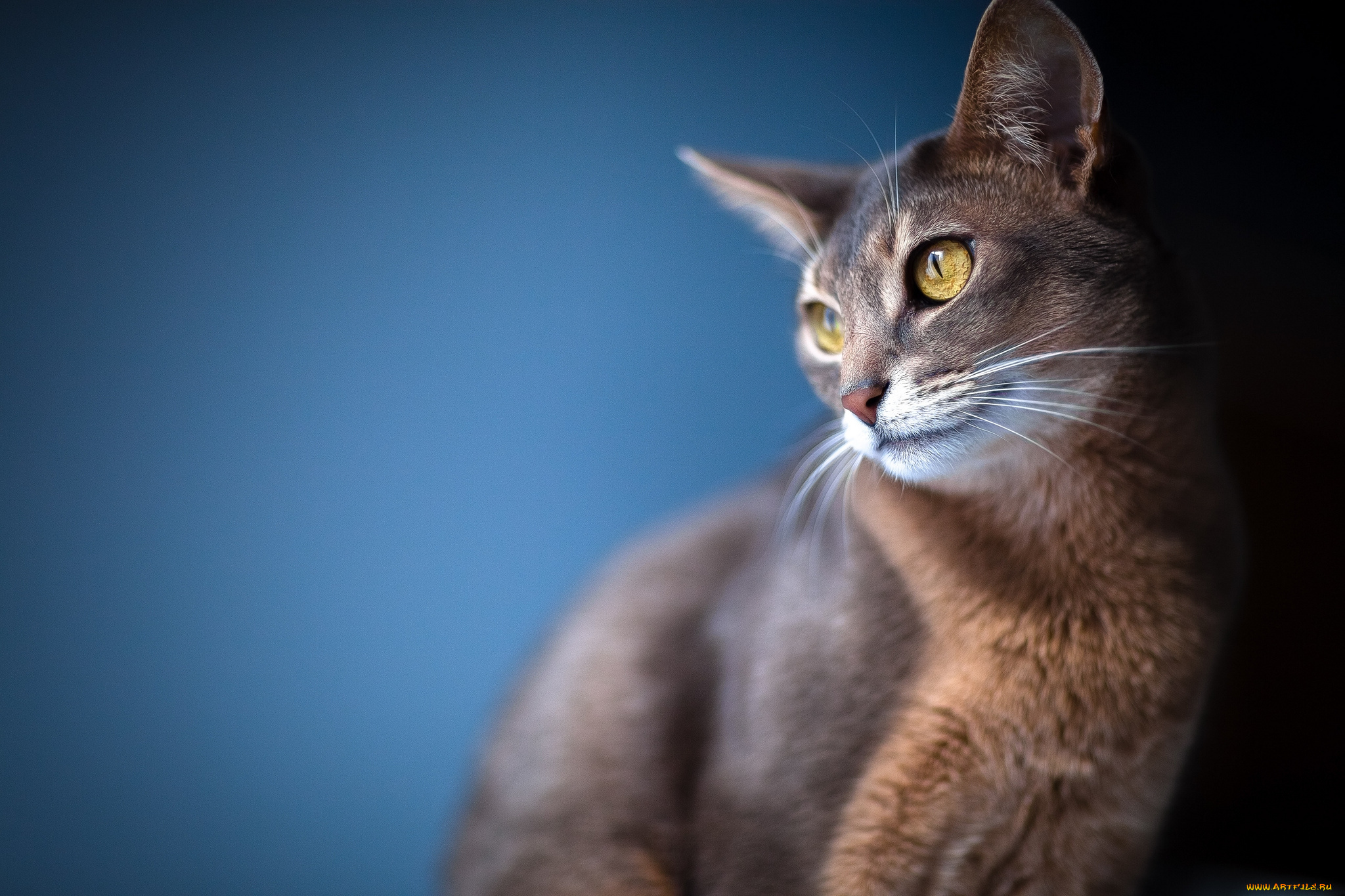 животные, коты, взгляд