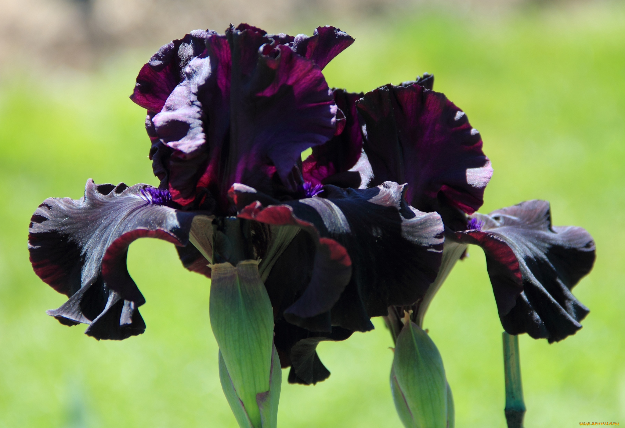 цветы, ирисы, лиловый