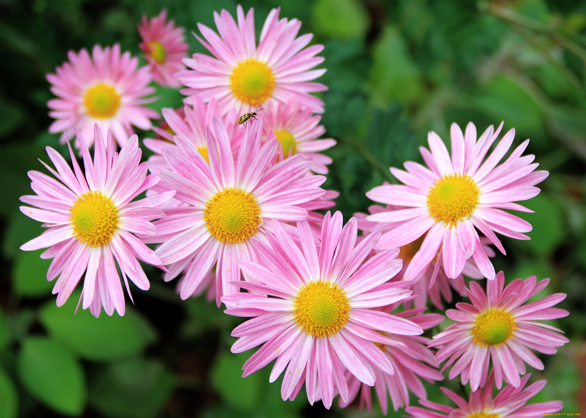 цветы, ромашки, розовый, лепестки