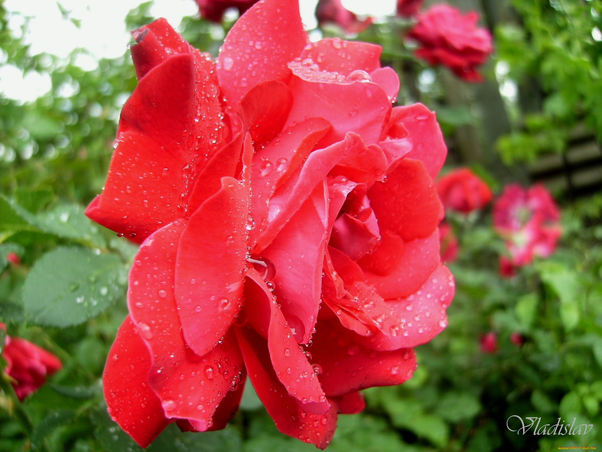 цветы, розы, розовый