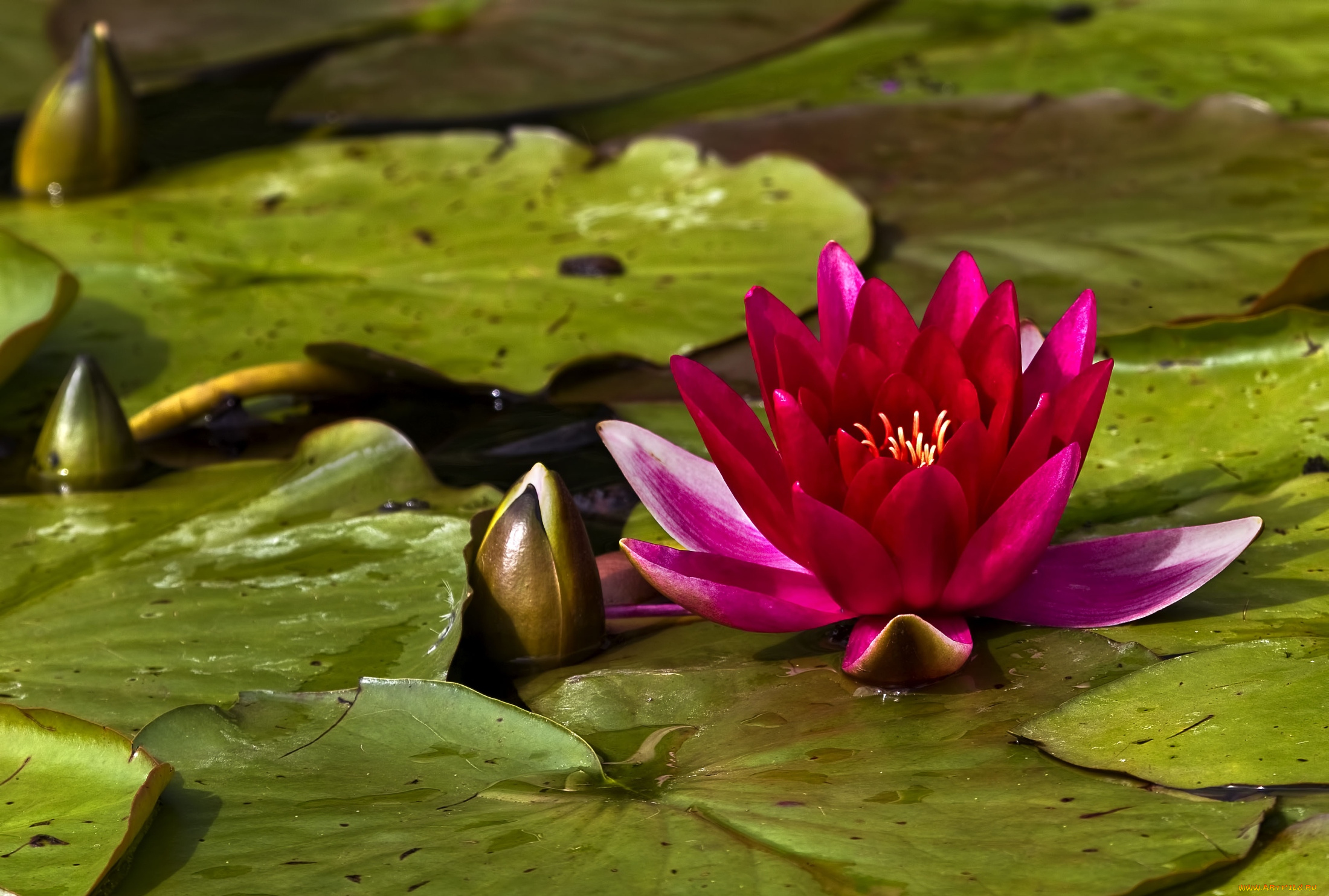 цветы, лилии, водяные, нимфеи, кувшинки, розовый, листья