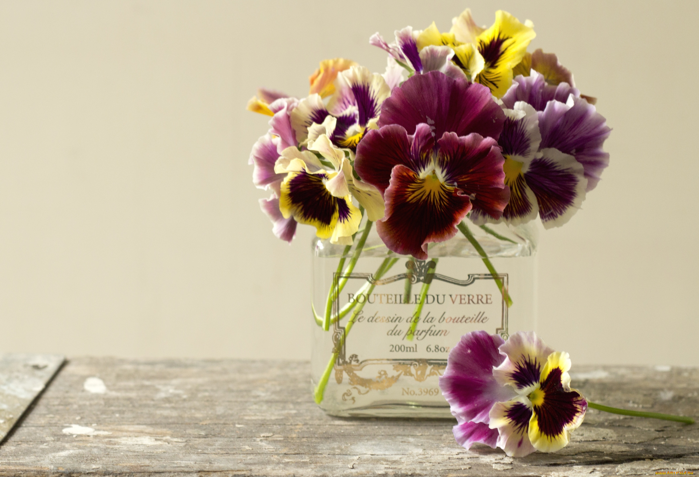 цветы, анютины, глазки, садовые, фиалки, виола, пестрый