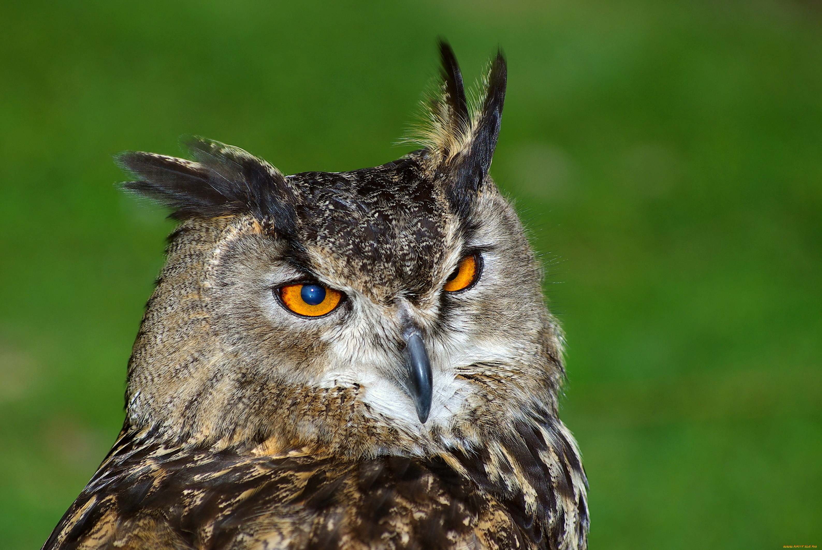 животные, совы, сова