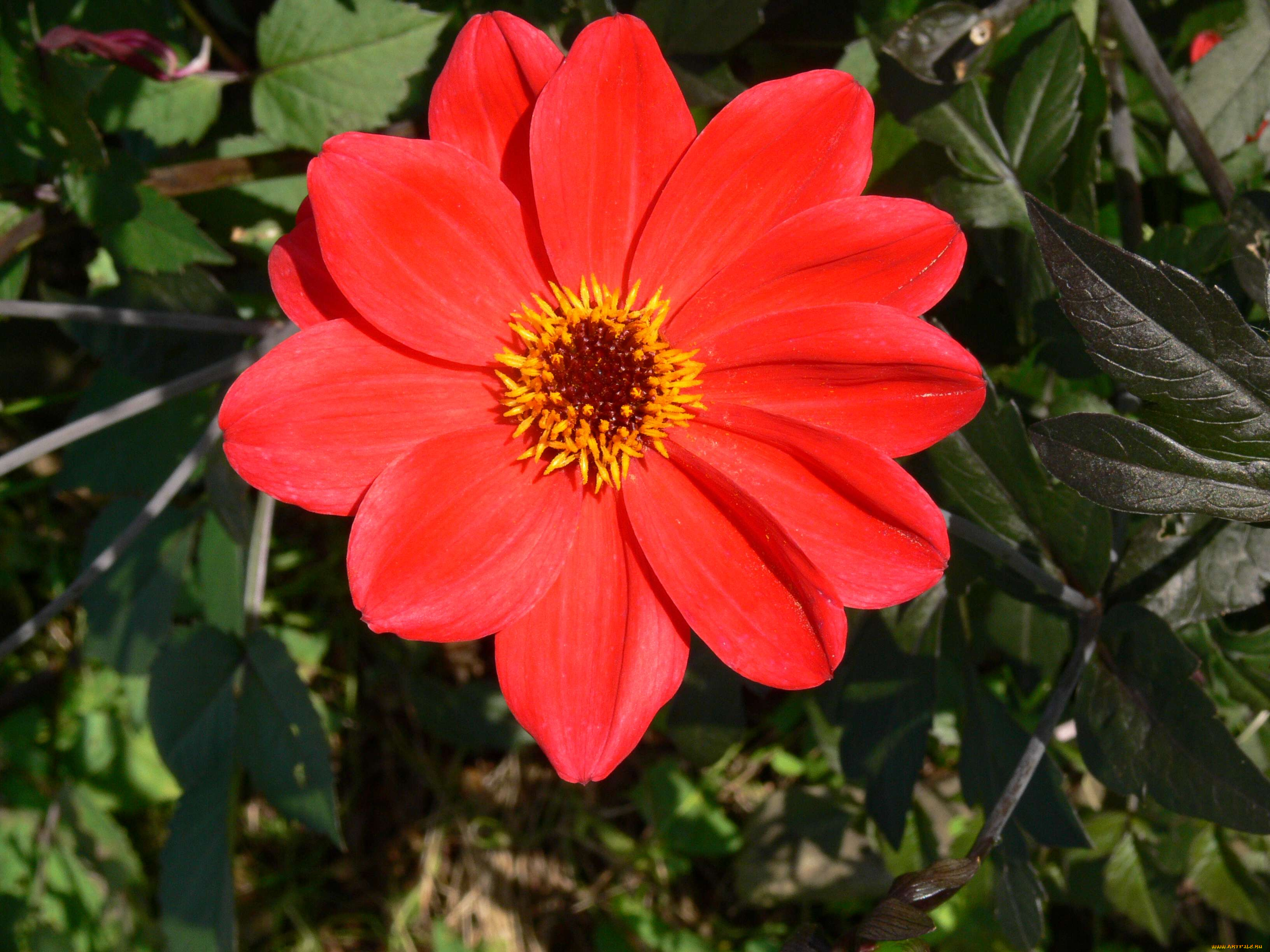 цветы, георгины, лепестки