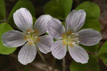 Картинка цветы луговые полевые лепестки