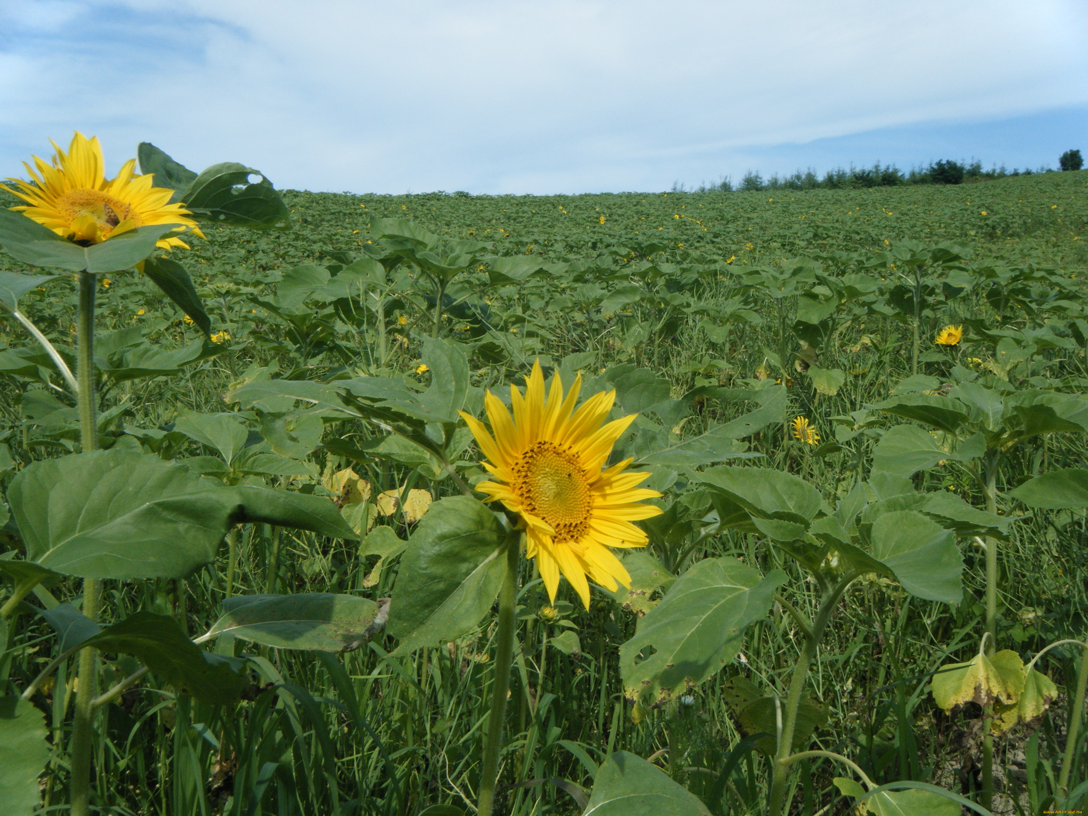 цветы, подсолнухи