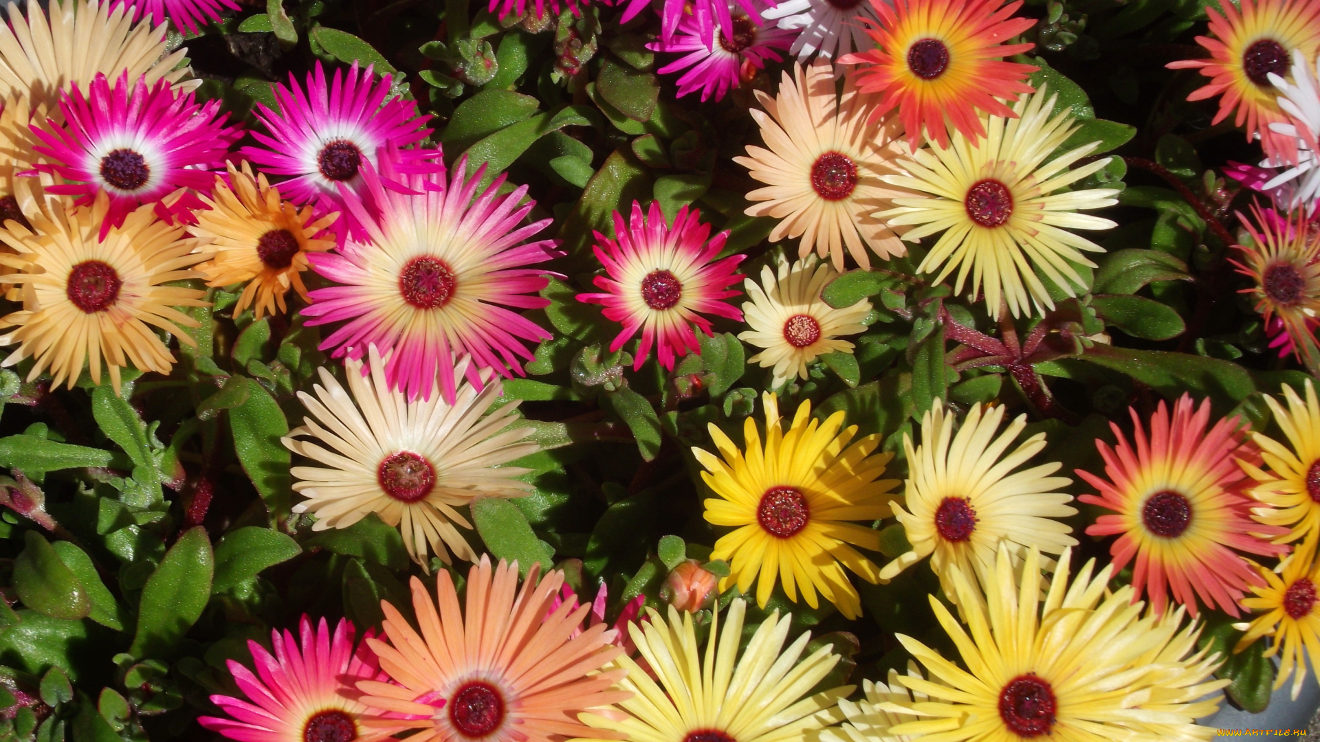 цветы, аизовые, мезембриантемум, ливингстон, ромашки