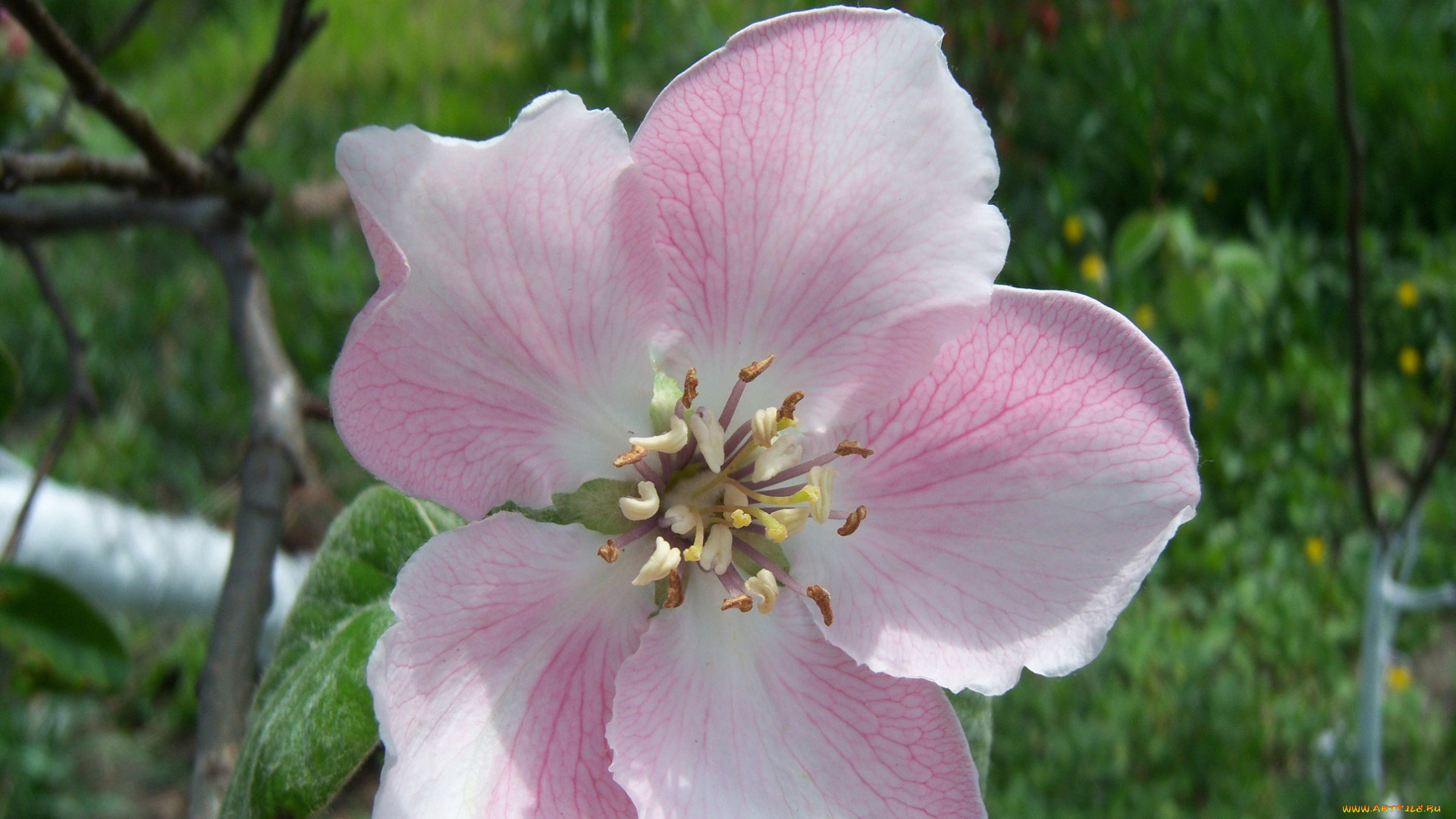 цветы, айва, цветок, розовый