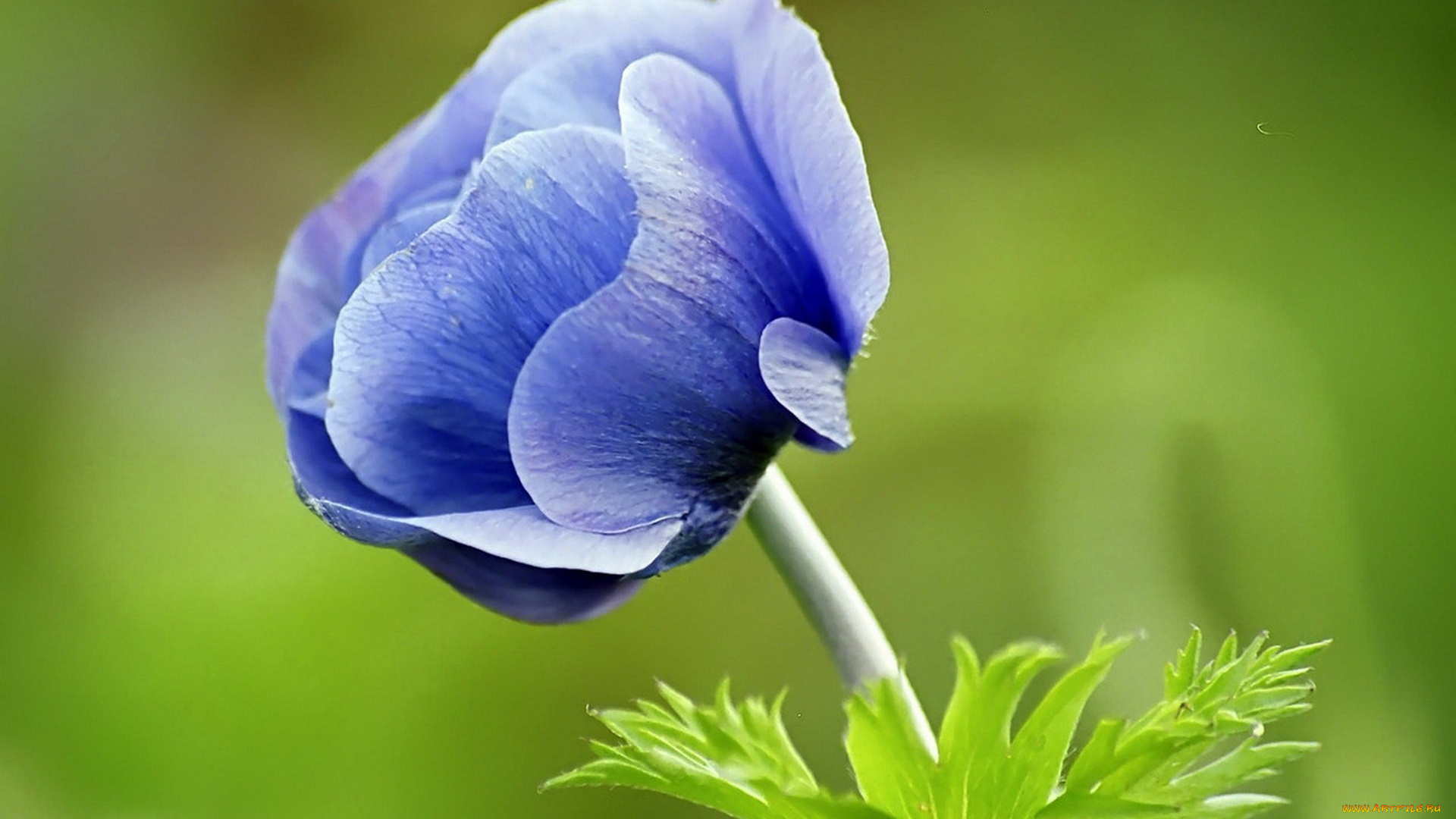 цветы, анемоны, адонисы, синий, зеленый, фон