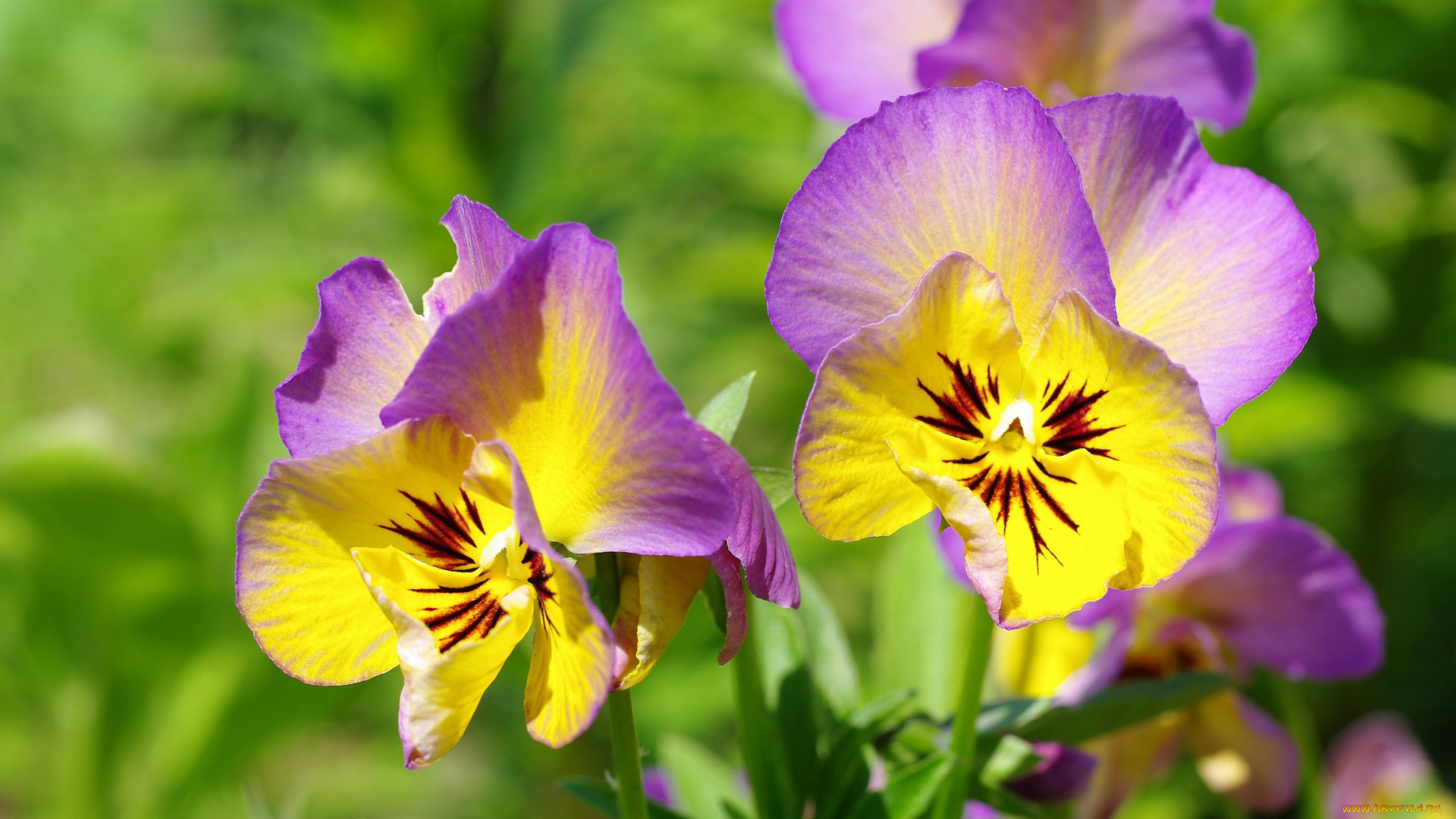цветы, анютины, глазки, садовые, фиалки, яркий