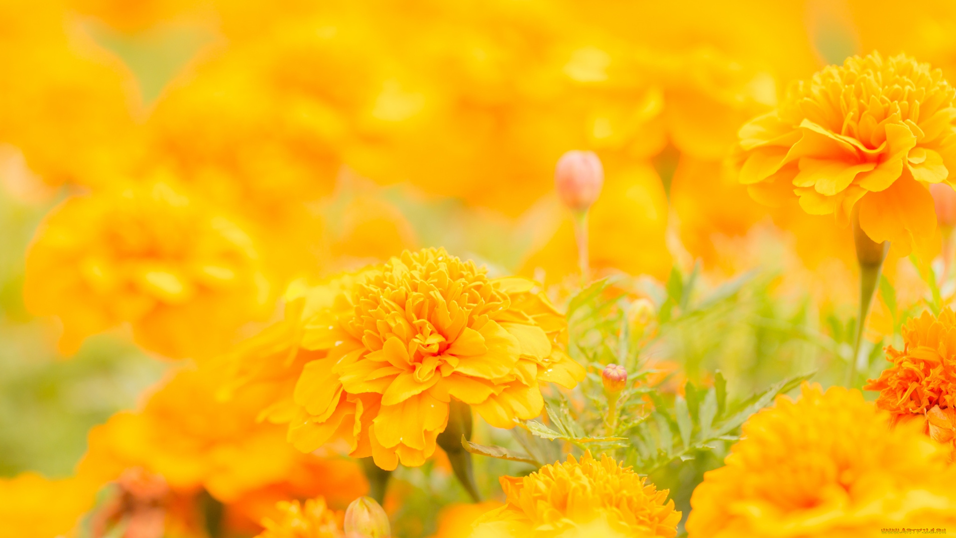 цветы, бархатцы, желтый