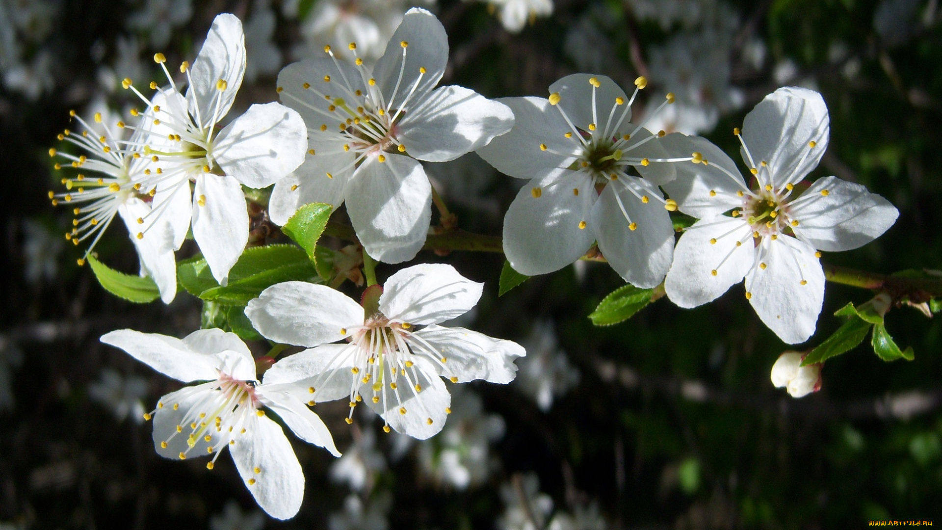 цветы, цветущие, деревья, кустарники, алыча, белые