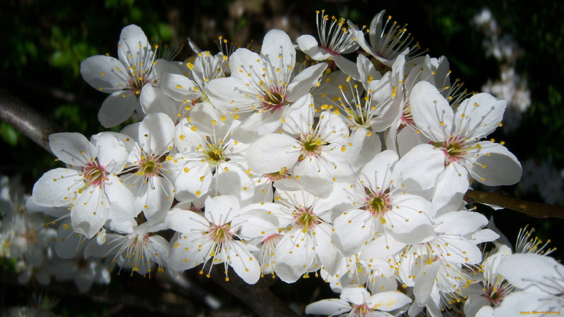 цветы, цветущие, деревья, кустарники, белые, алыча