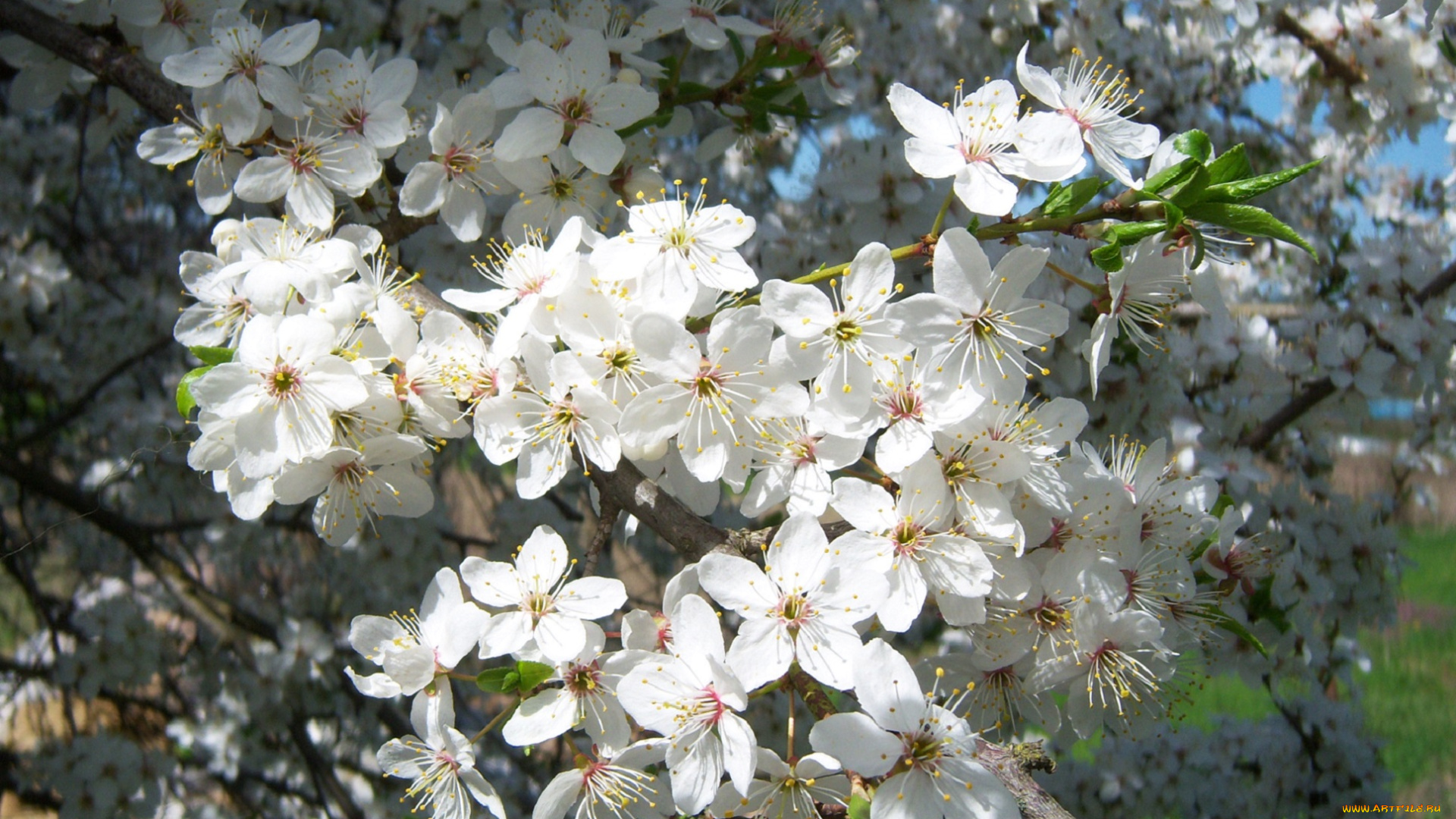цветы, цветущие, деревья, кустарники, белые, алыча