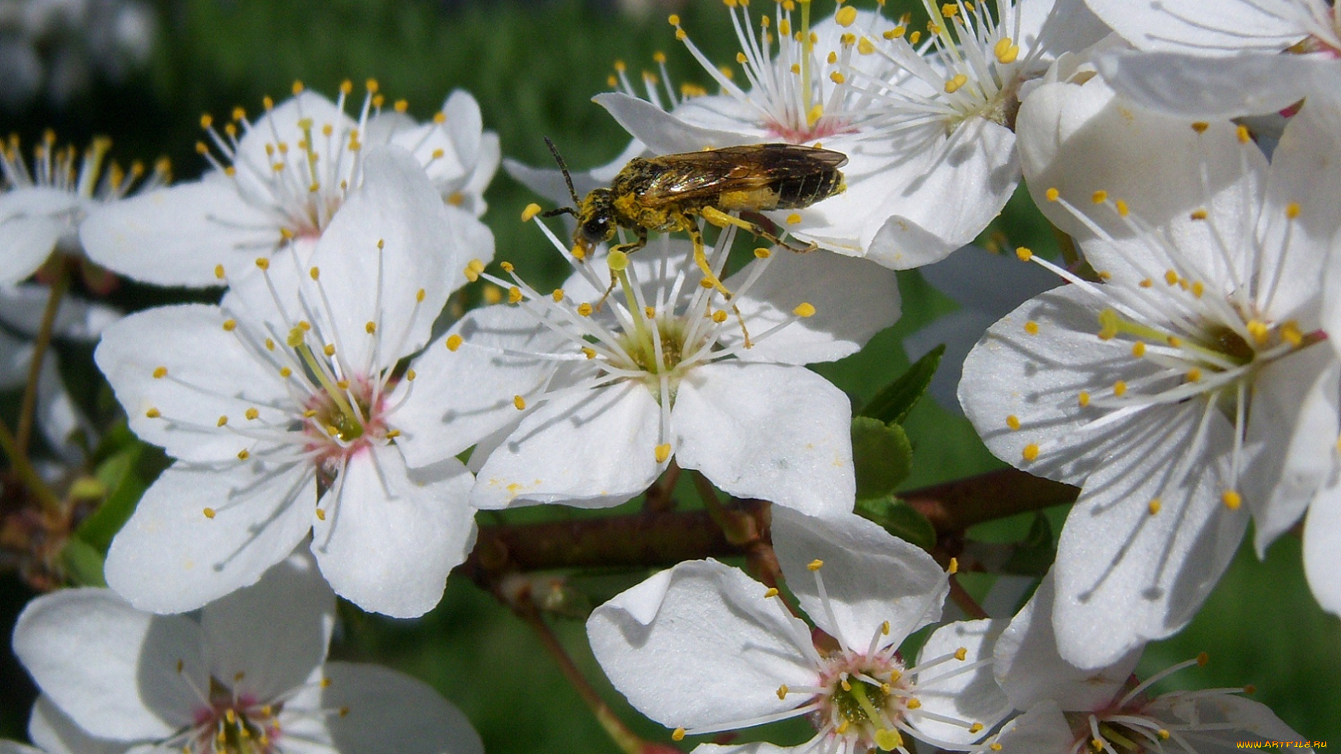 цветы, цветущие, деревья, кустарники, пчела, белые, алыча