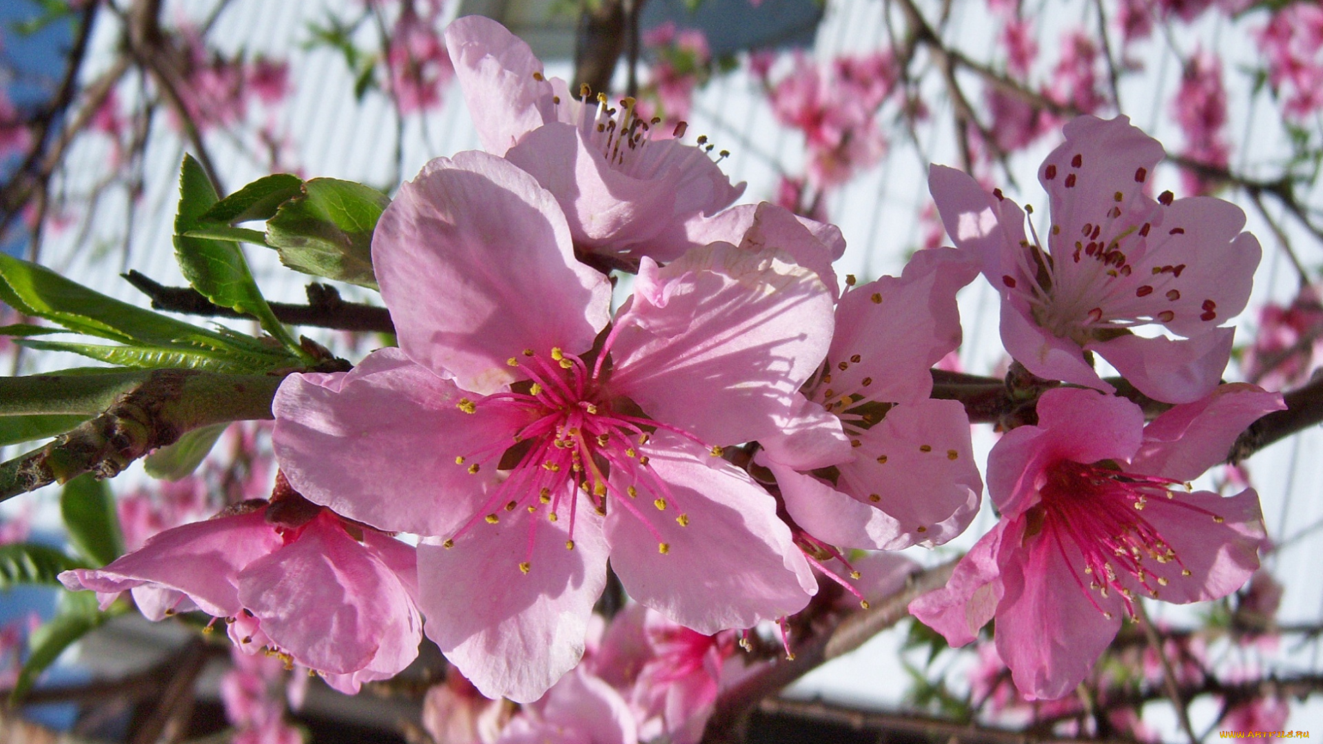 цветы, цветущие, деревья, кустарники, розовые, персик