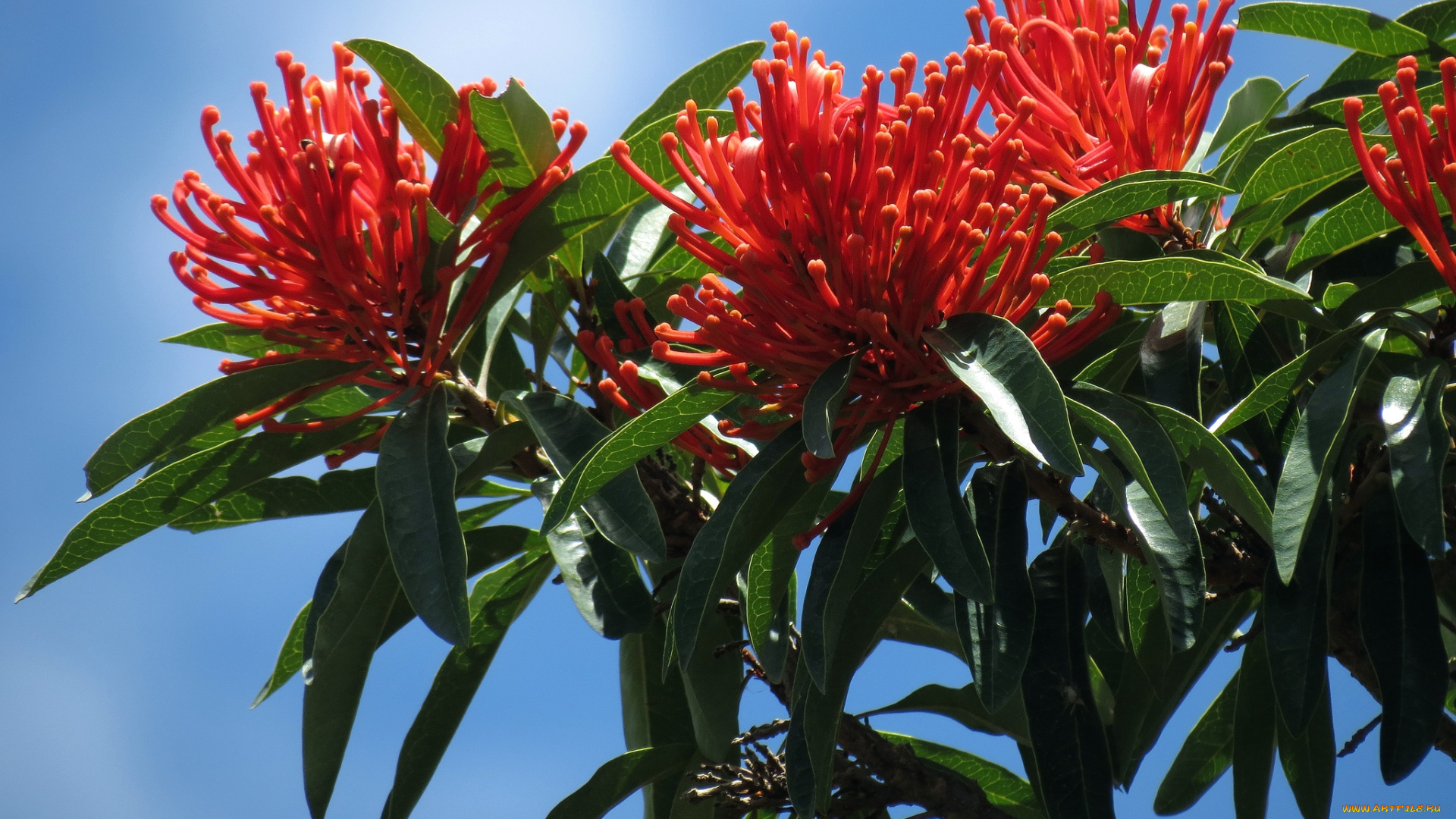 цветы, цветущие, деревья, кустарники, тропики