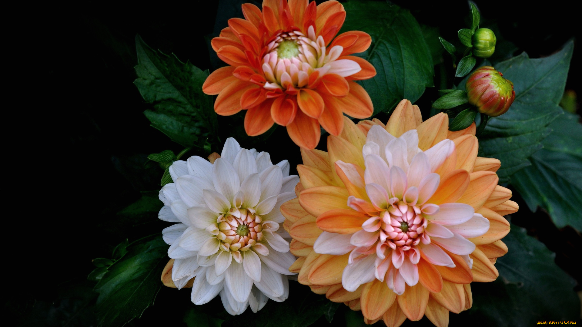 цветы, георгины, пышные