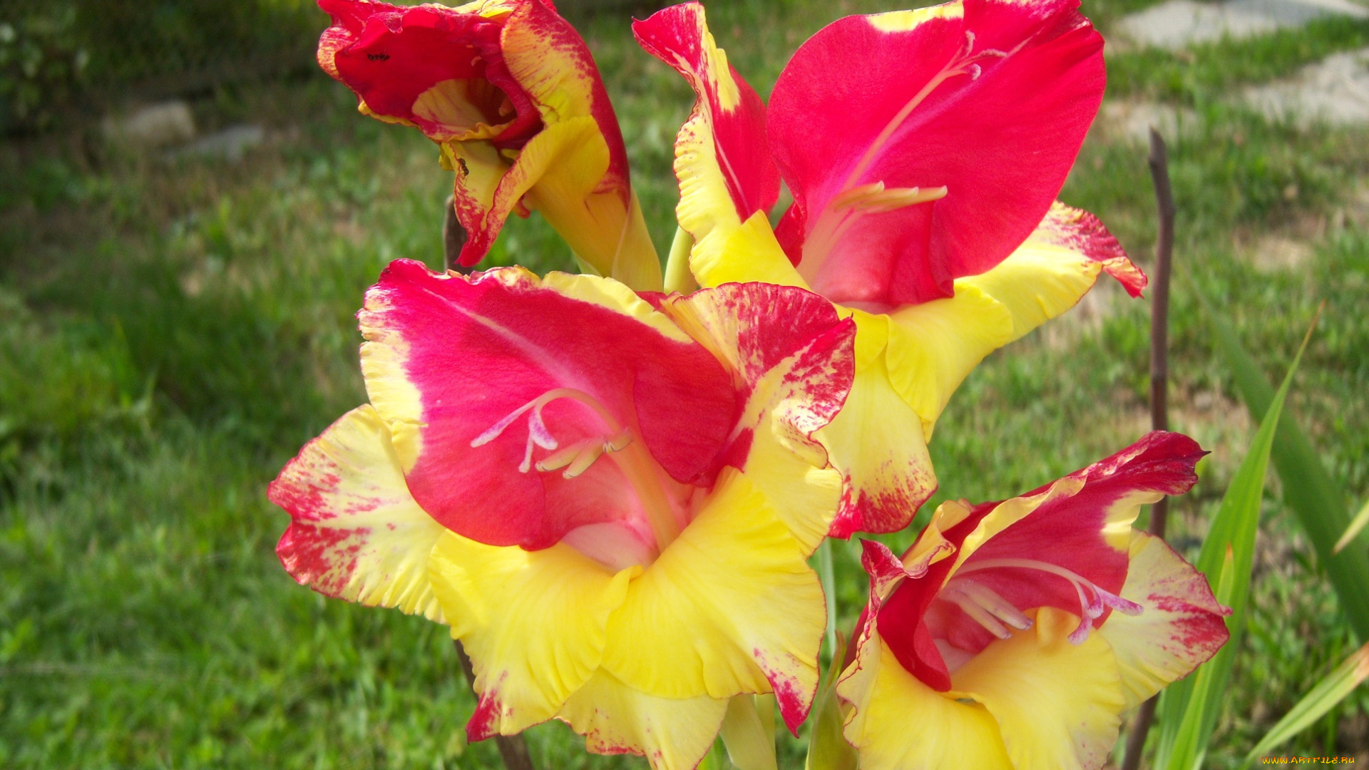 цветы, гладиолусы, красно-жёлтые
